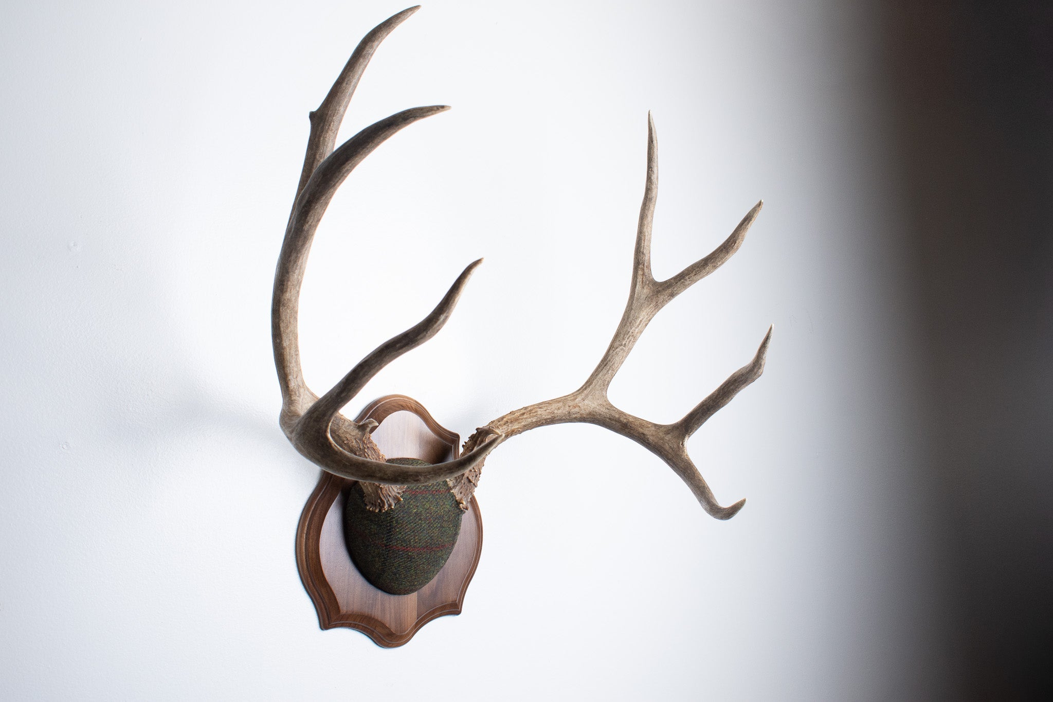 SOLD OUT | Mule Deer Antler Mount | Green with Red and Black Overcheck | 33