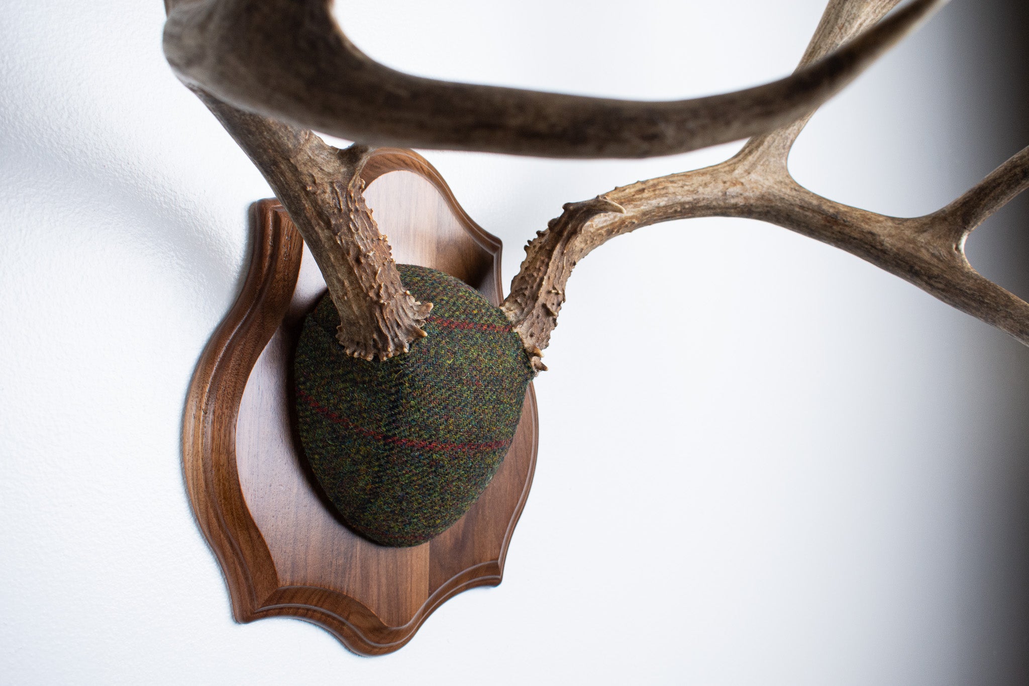 SOLD OUT | Mule Deer Antler Mount | Green with Red and Black Overcheck | 33