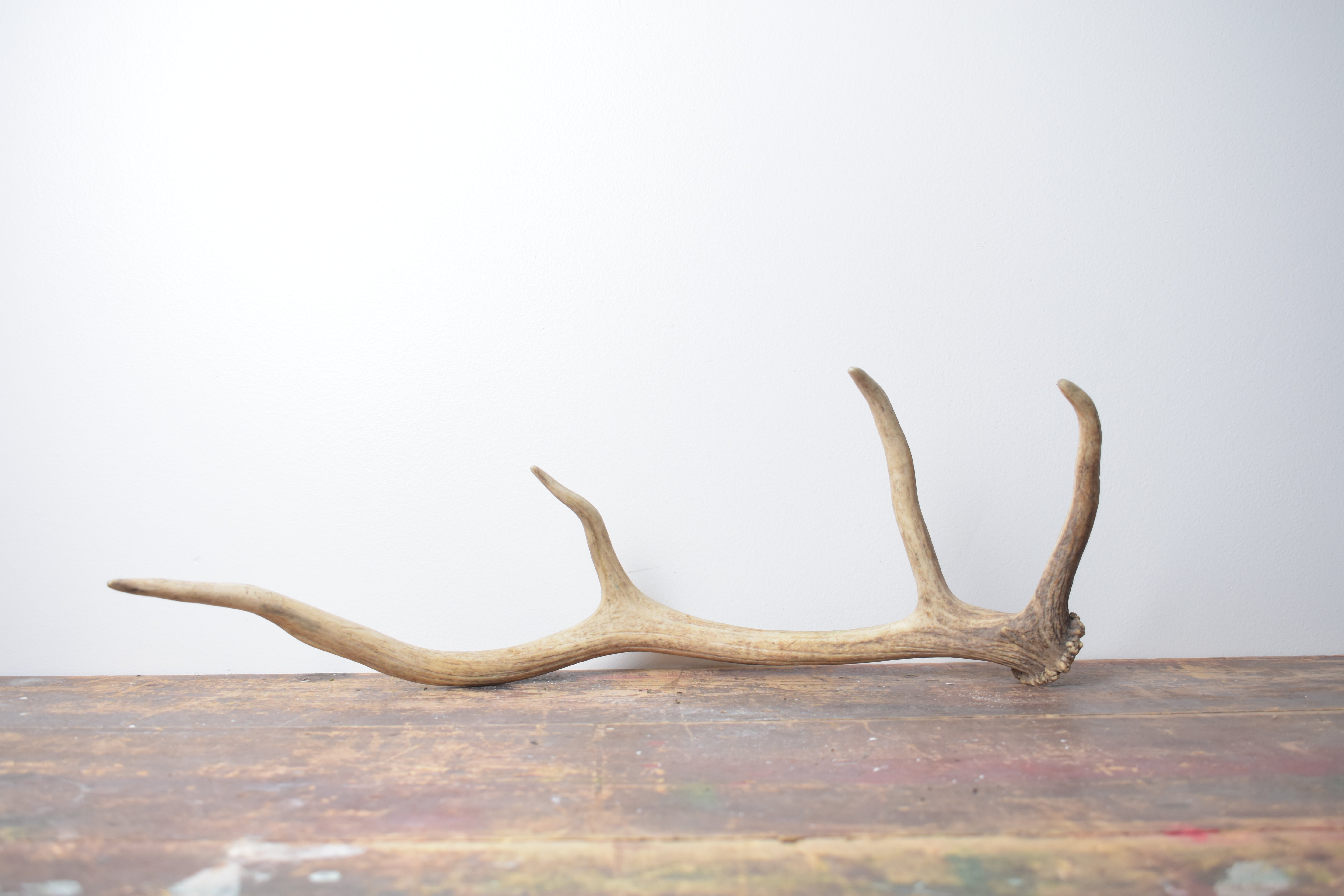 Elk Antler | Small Size | 120