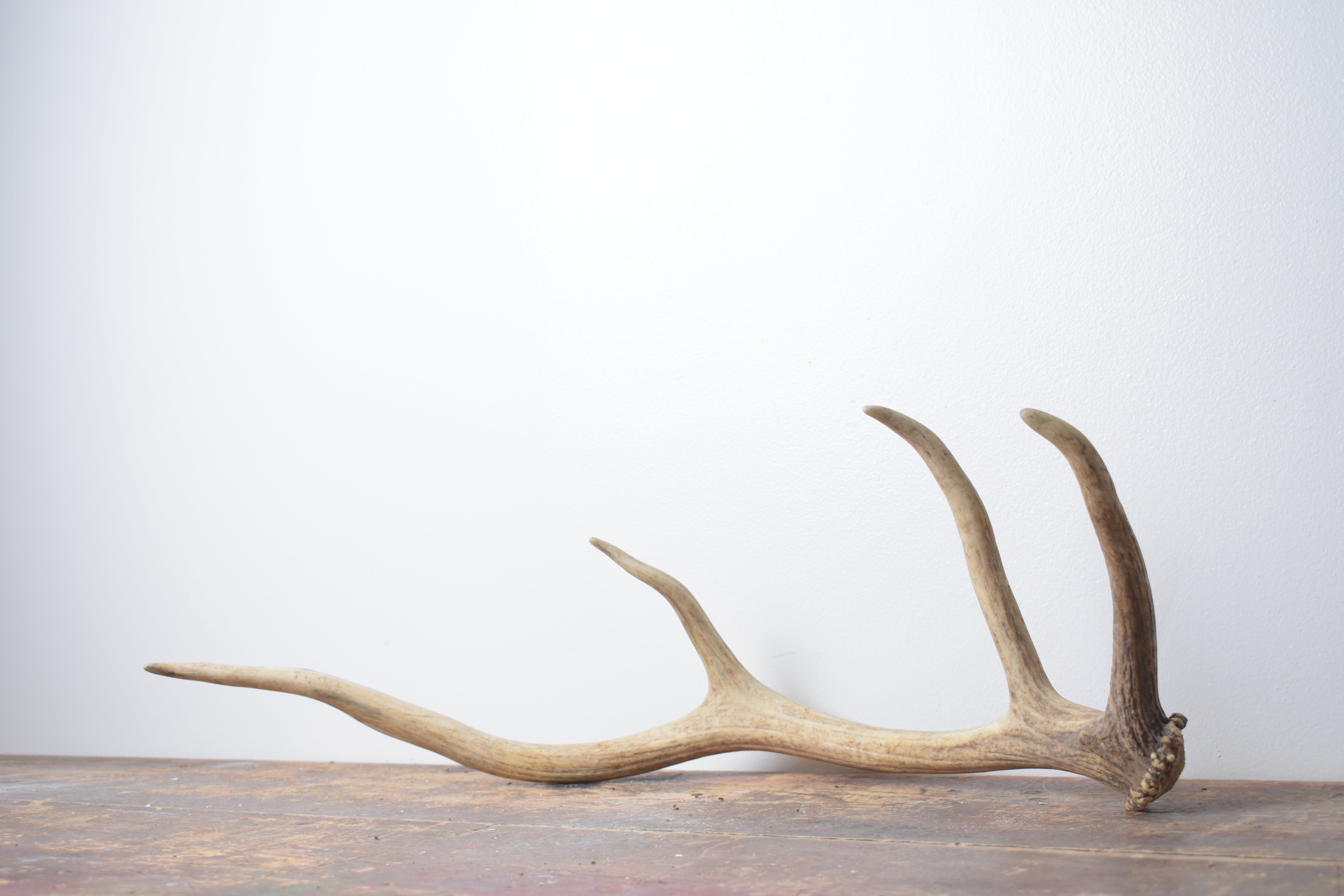 Elk Antler | Small Size | 120