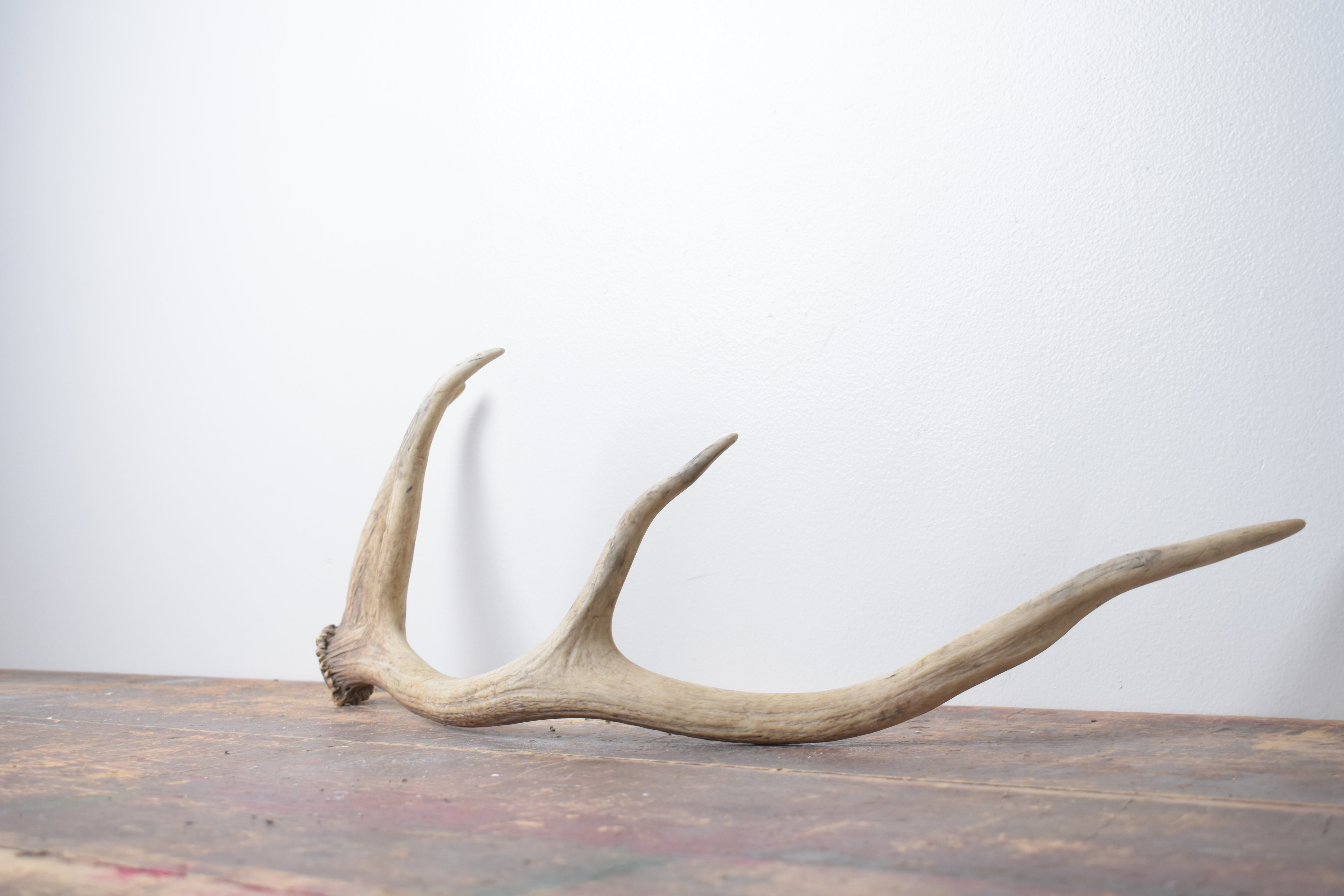 Elk Antler | Small Size | 120