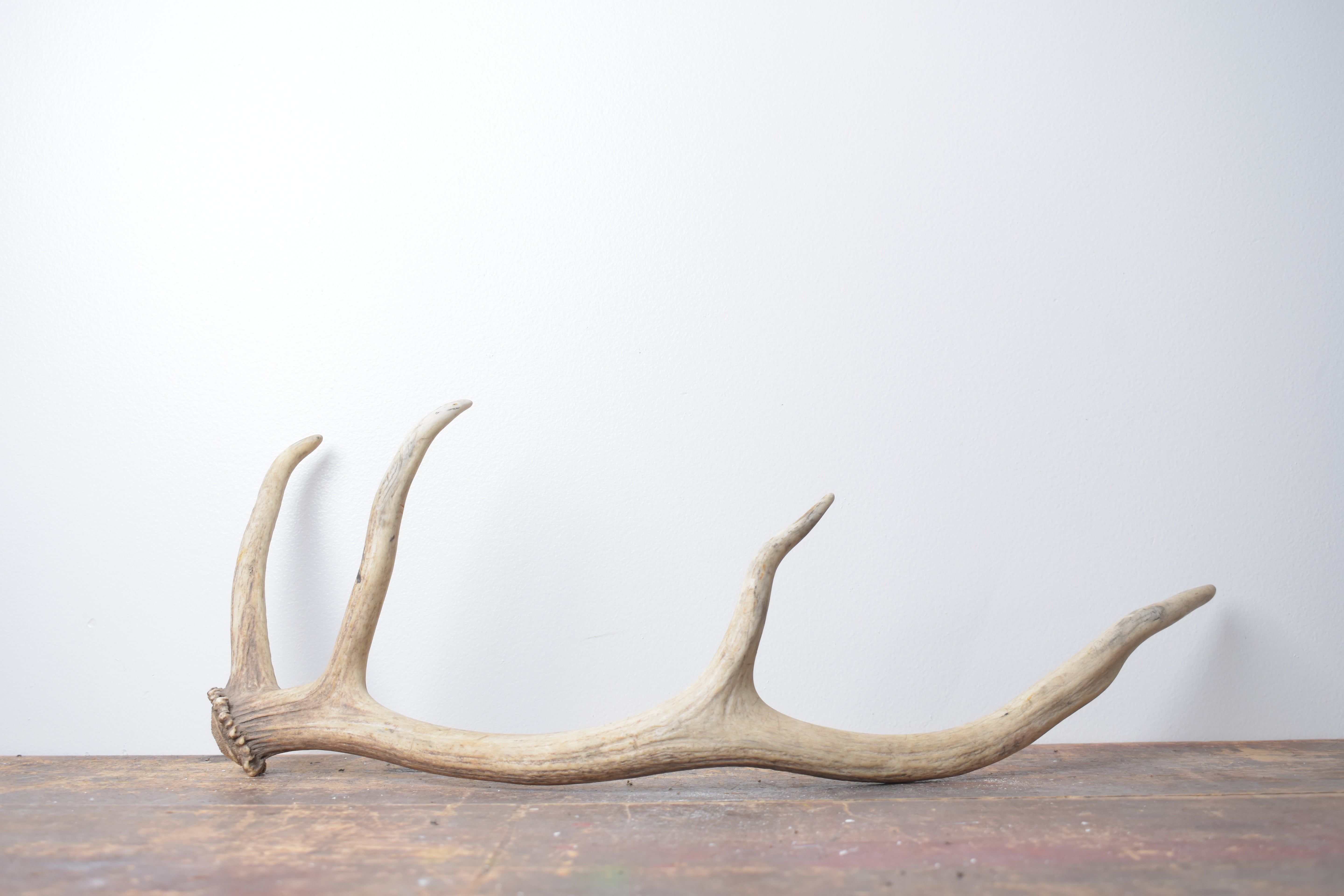 Elk Antler | Small Size | 120