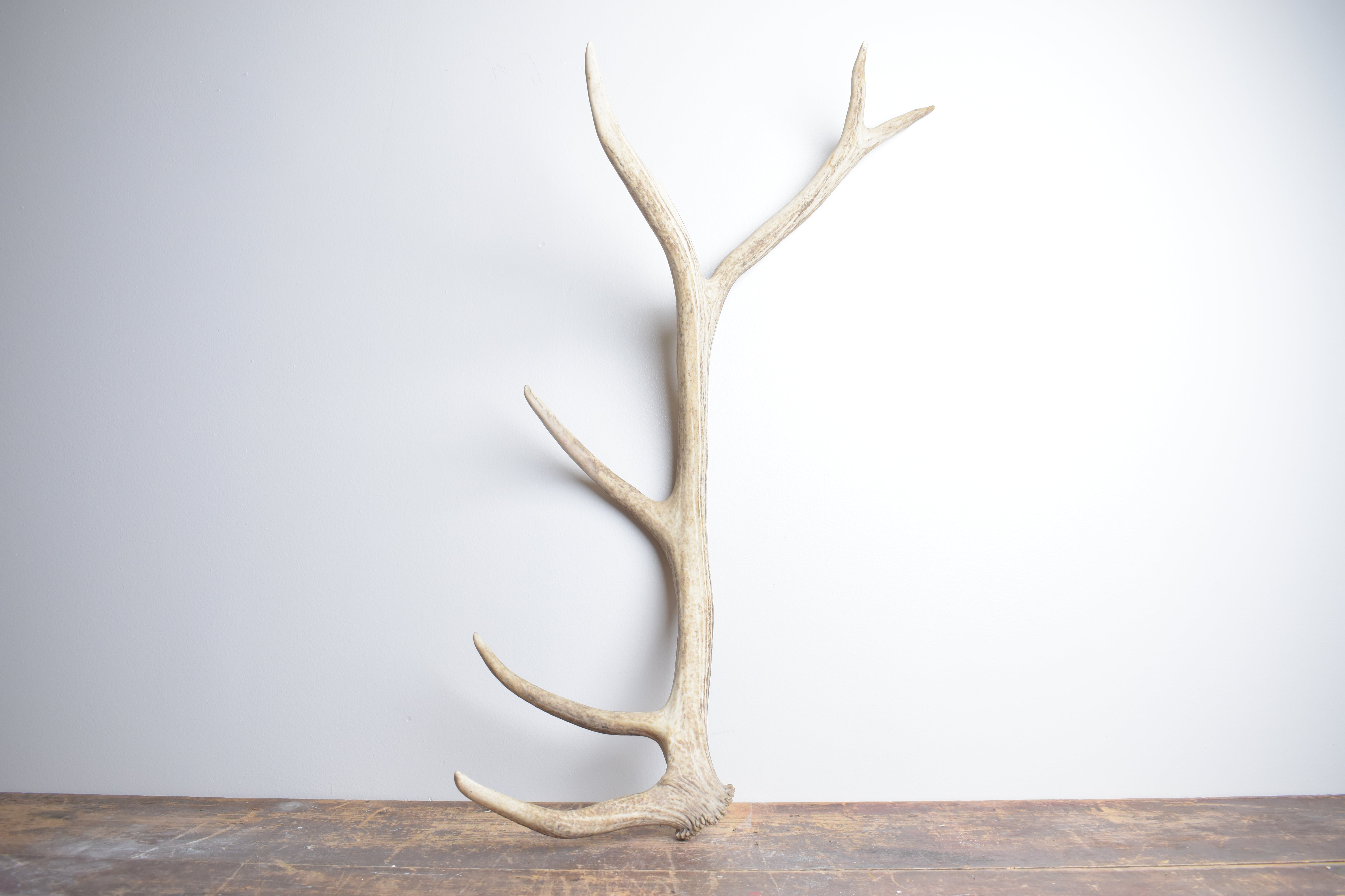 Elk Antler | Medium Size | 119