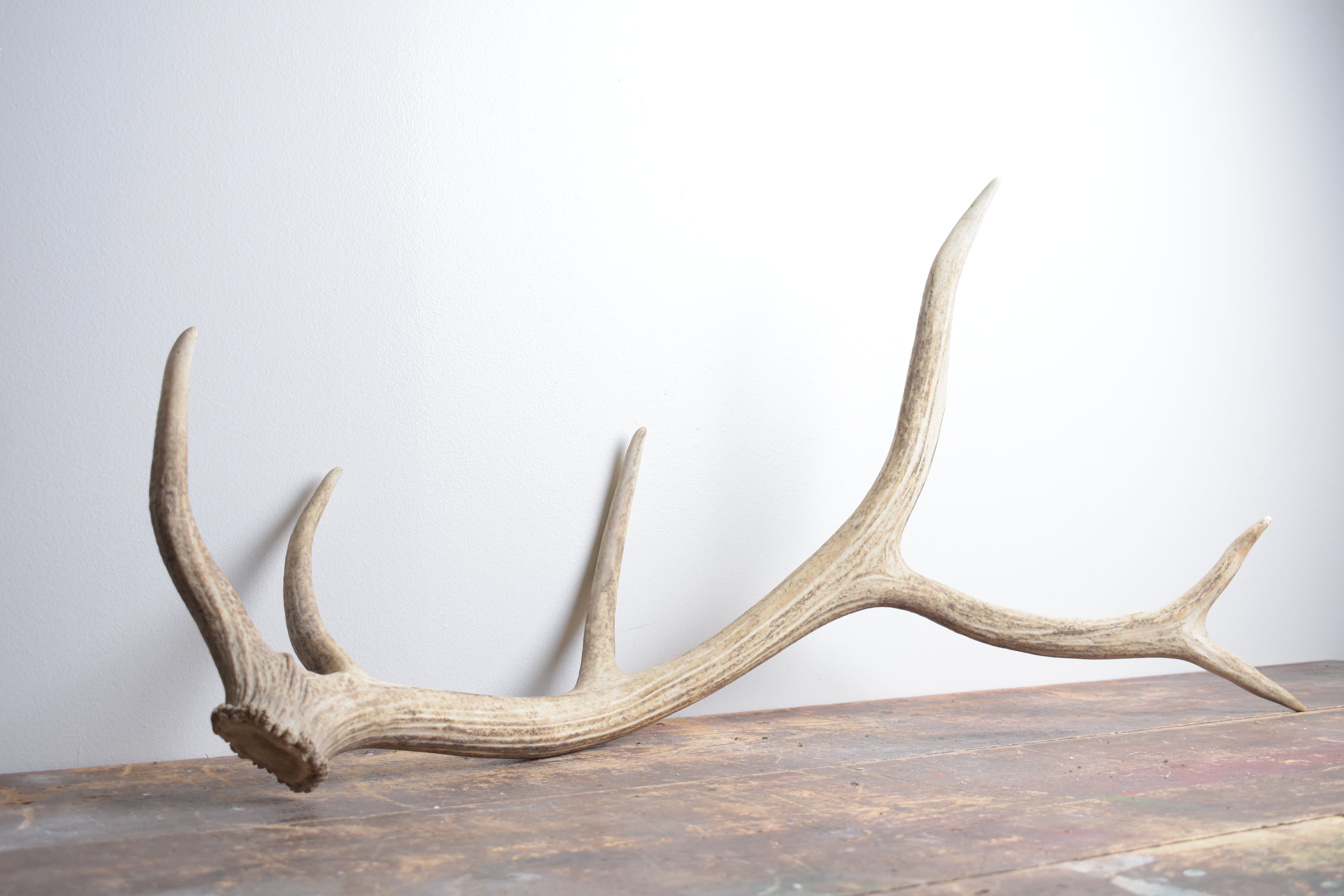 Elk Antler | Medium Size | 119