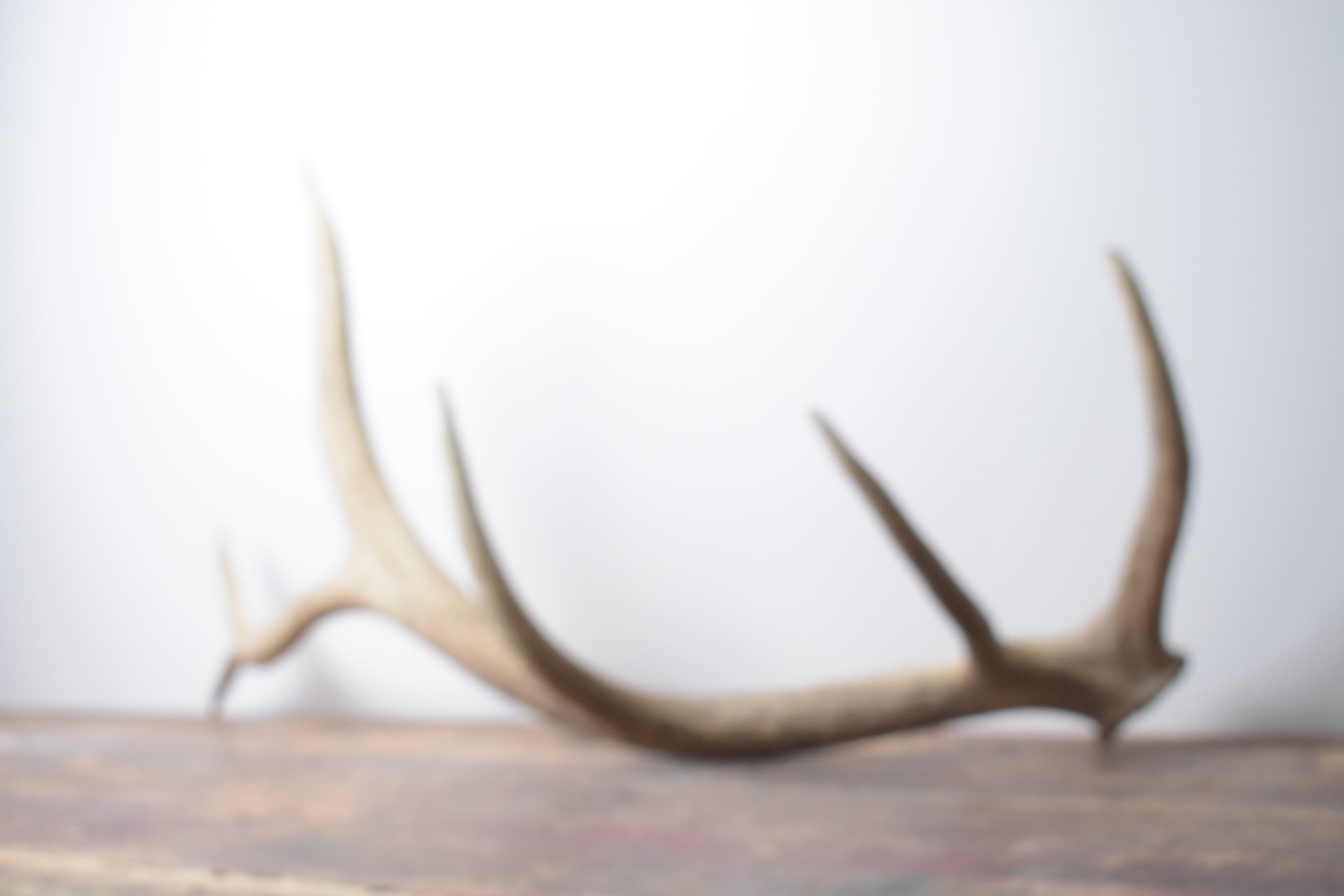 Elk Antler | Medium Size | 119