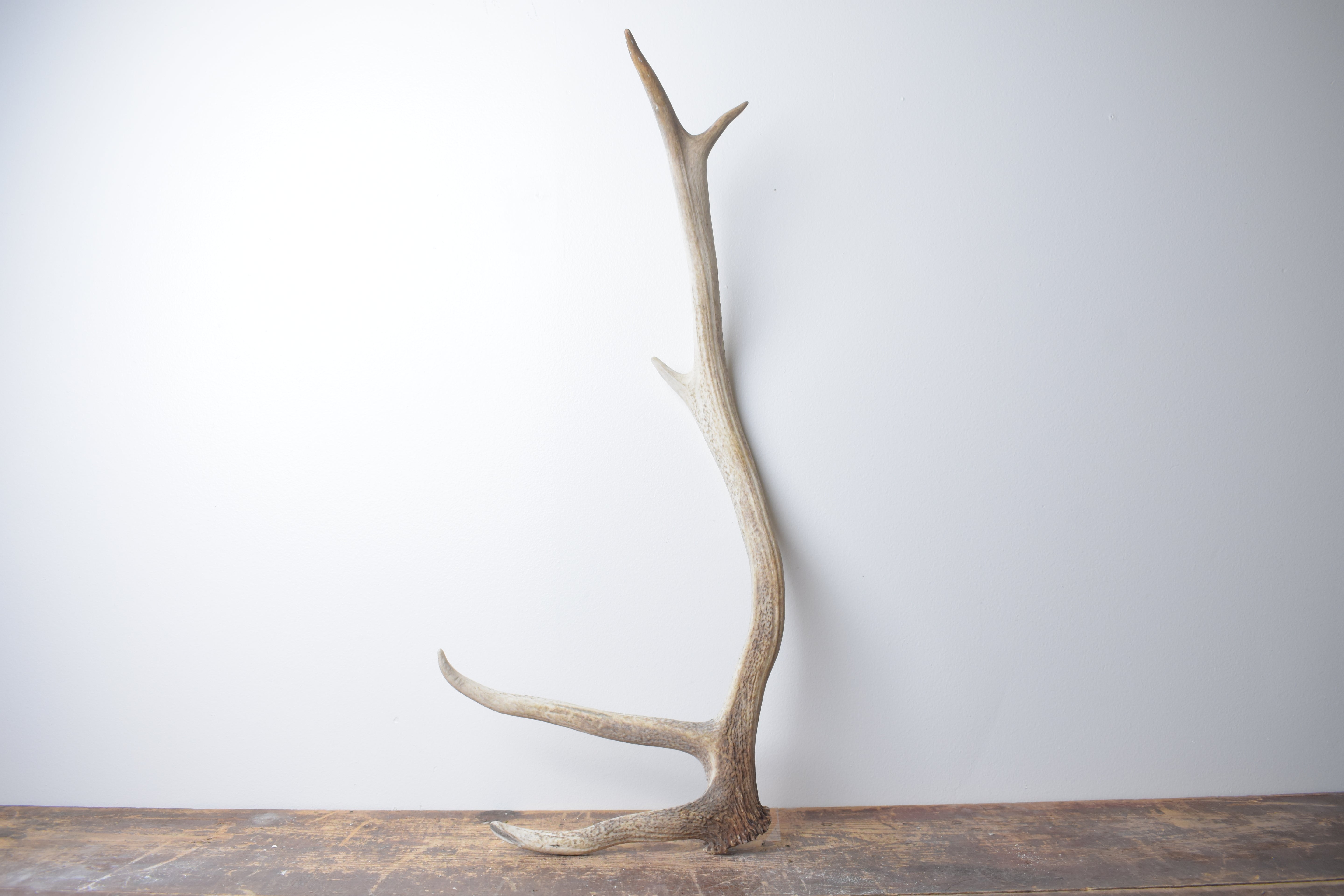 Elk Antler | Medium Size | 110