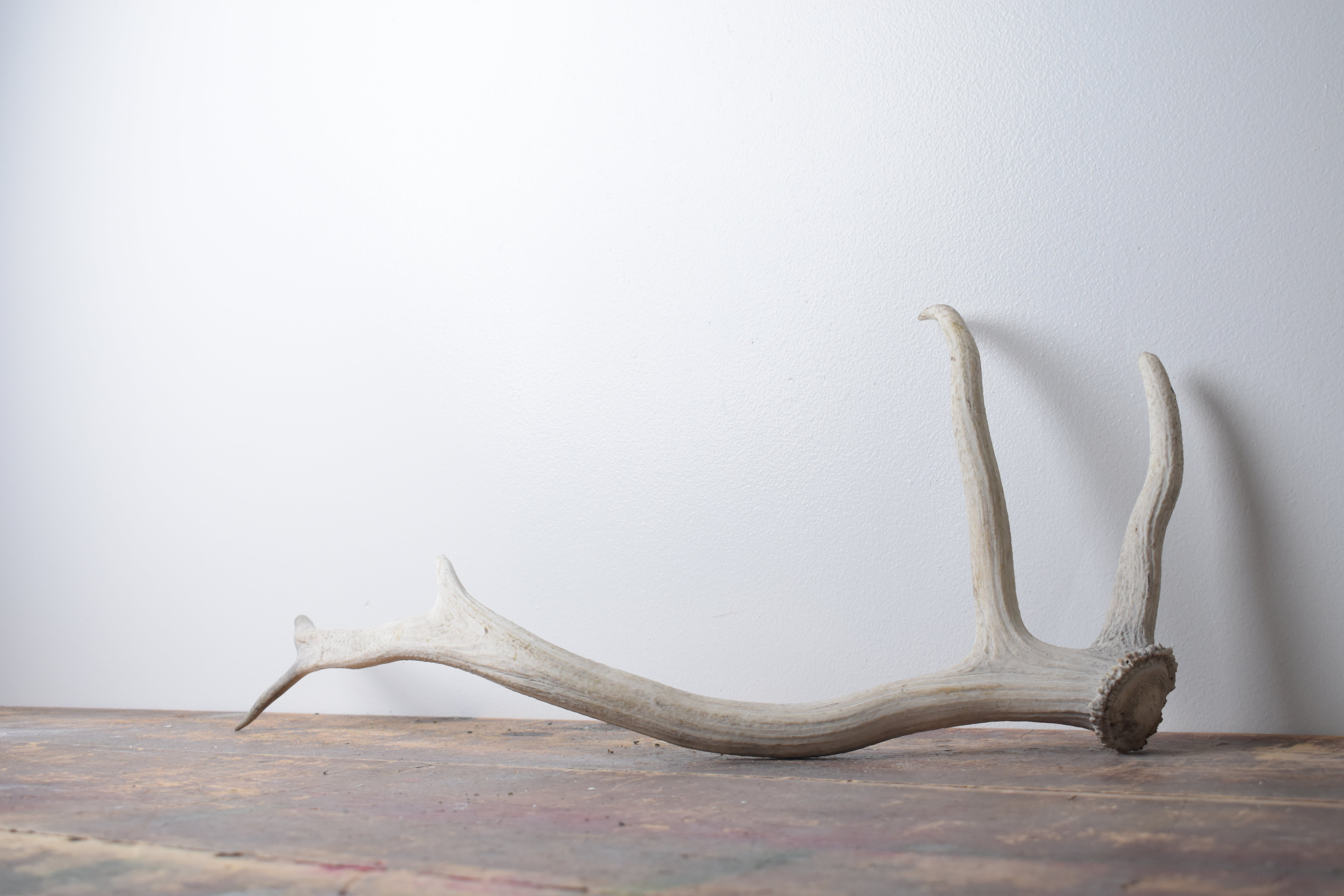 Elk Antler | Medium Size | 110