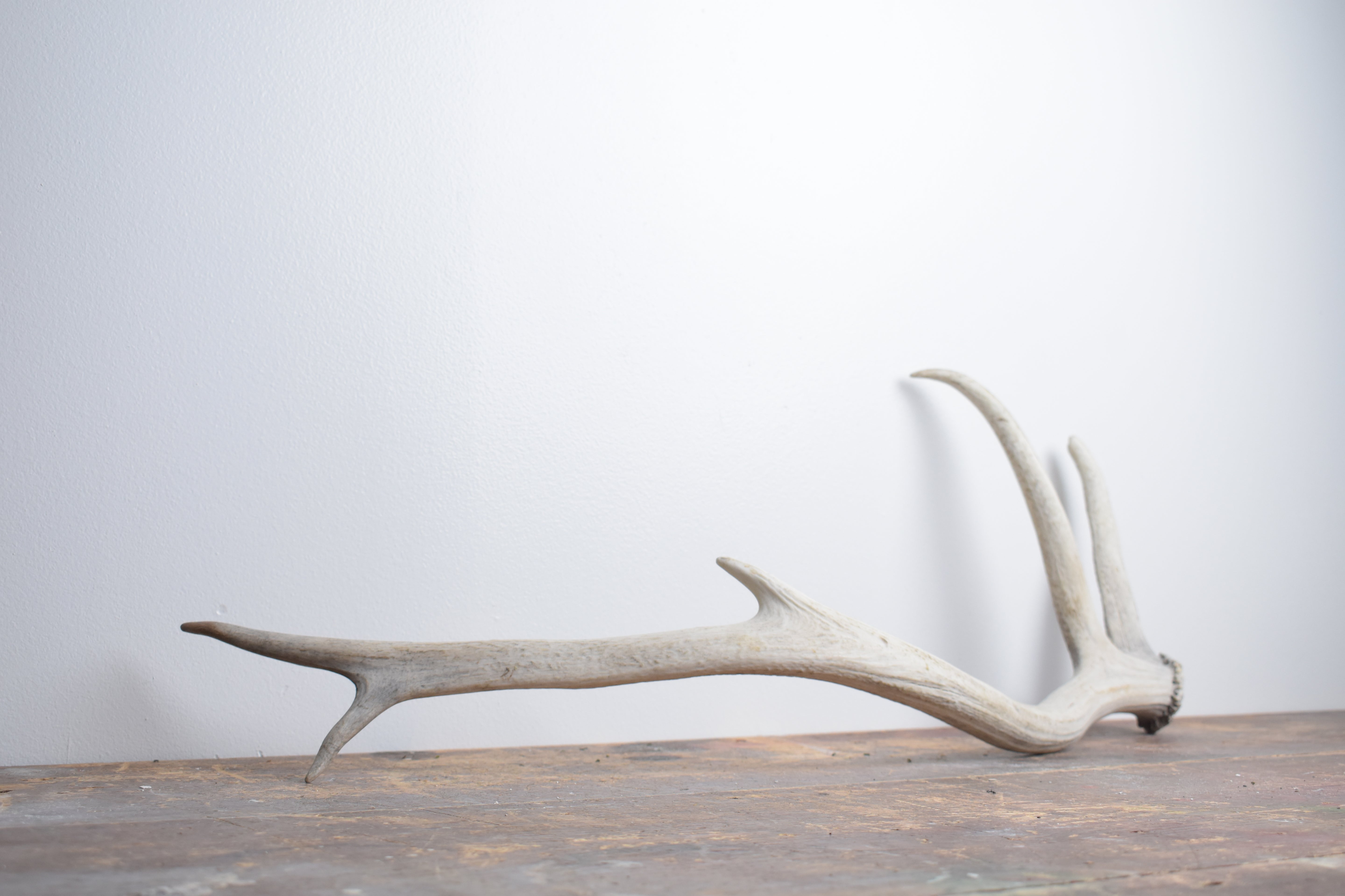 Elk Antler | Medium Size | 110