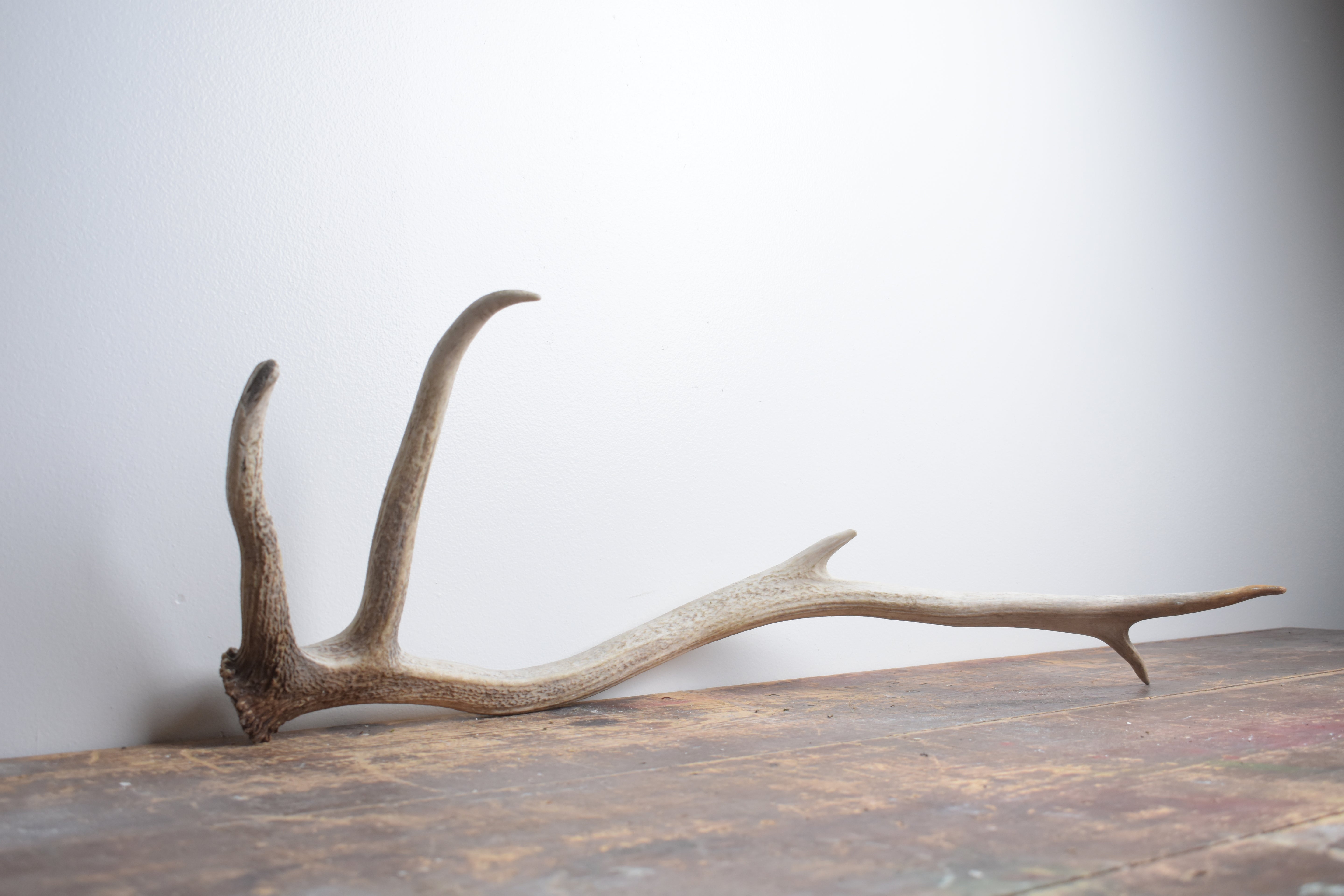 Elk Antler | Medium Size | 110
