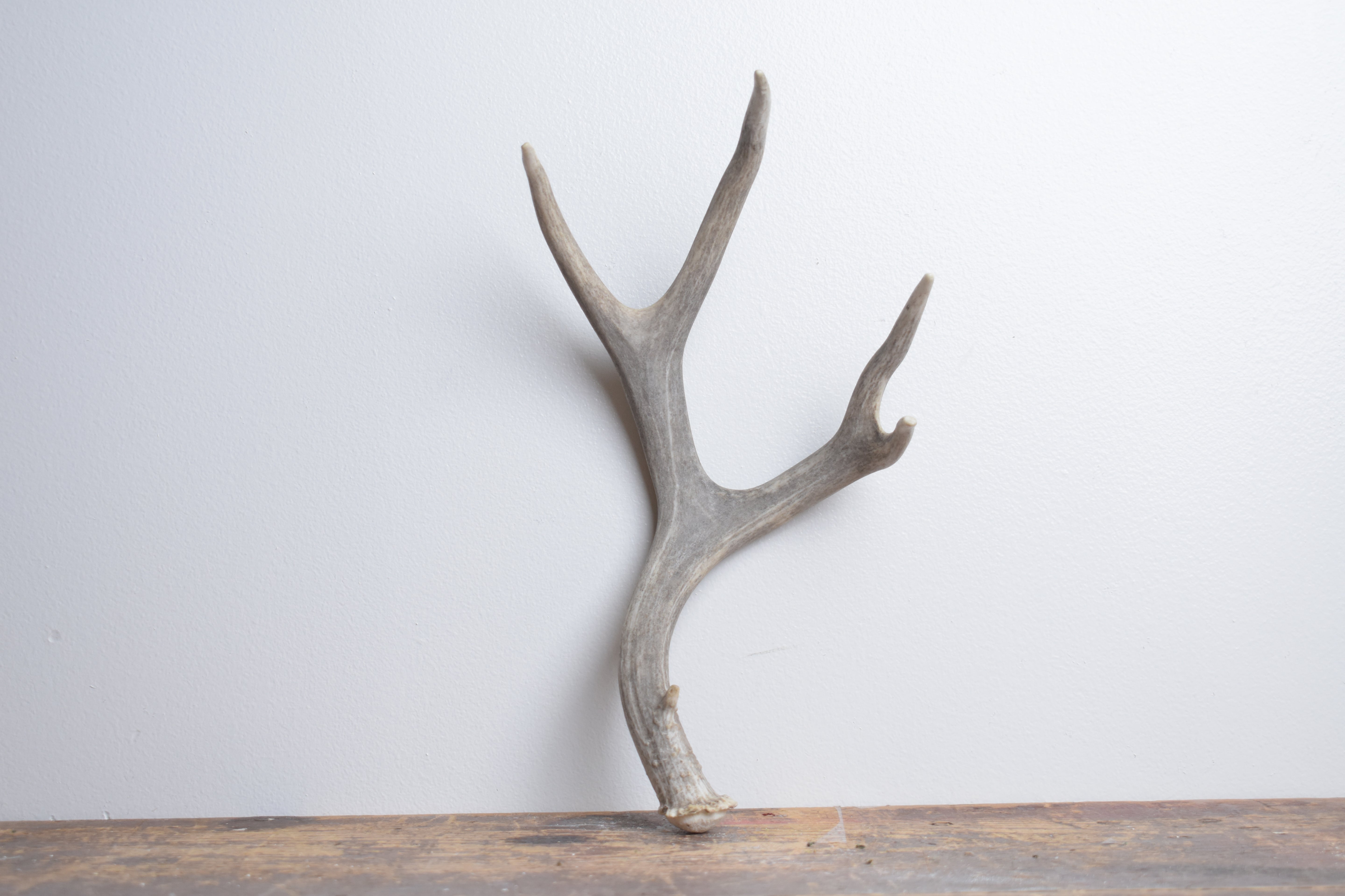 Mule Deer Antler | Small Size | 63