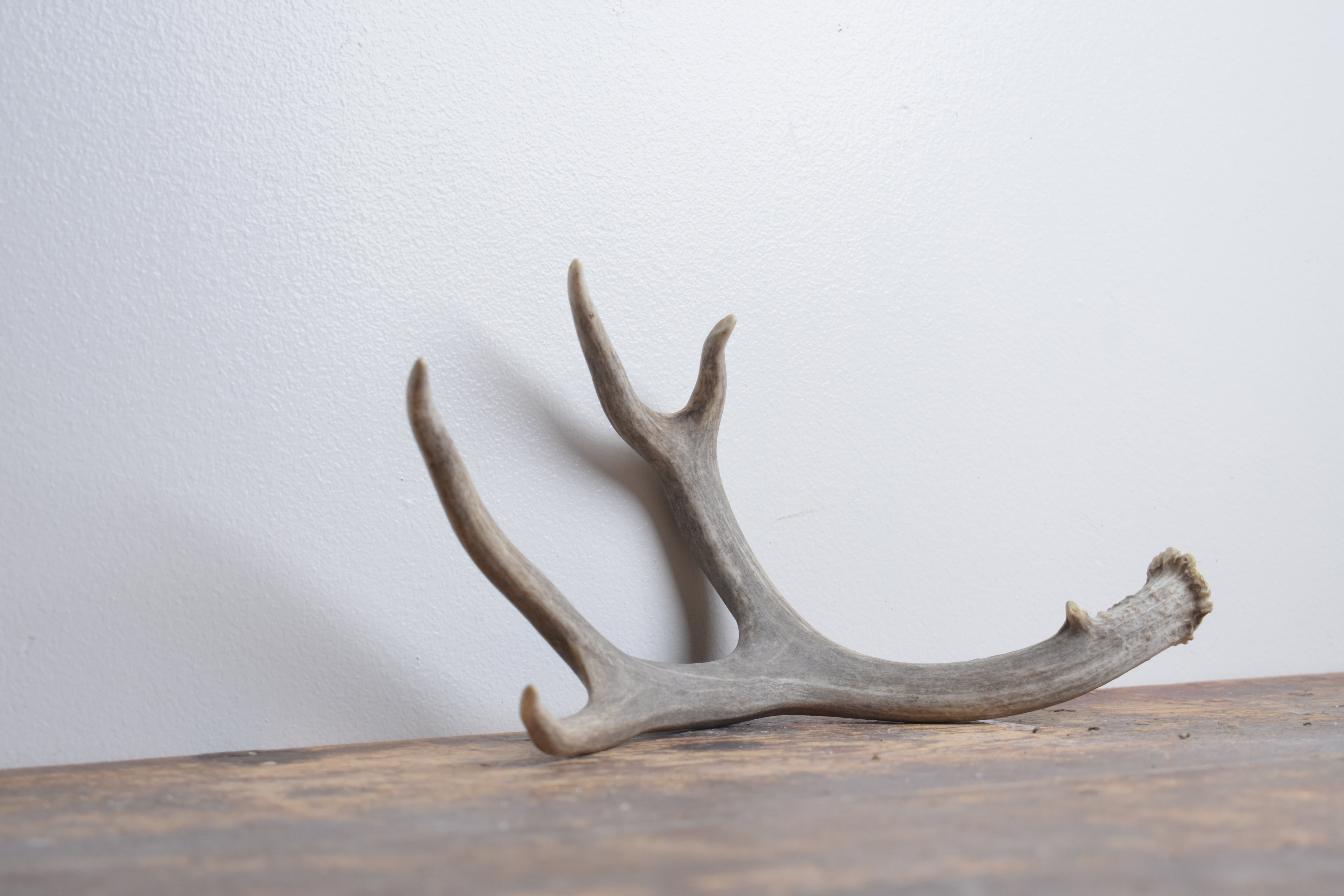 Mule Deer Antler | Small Size | 63