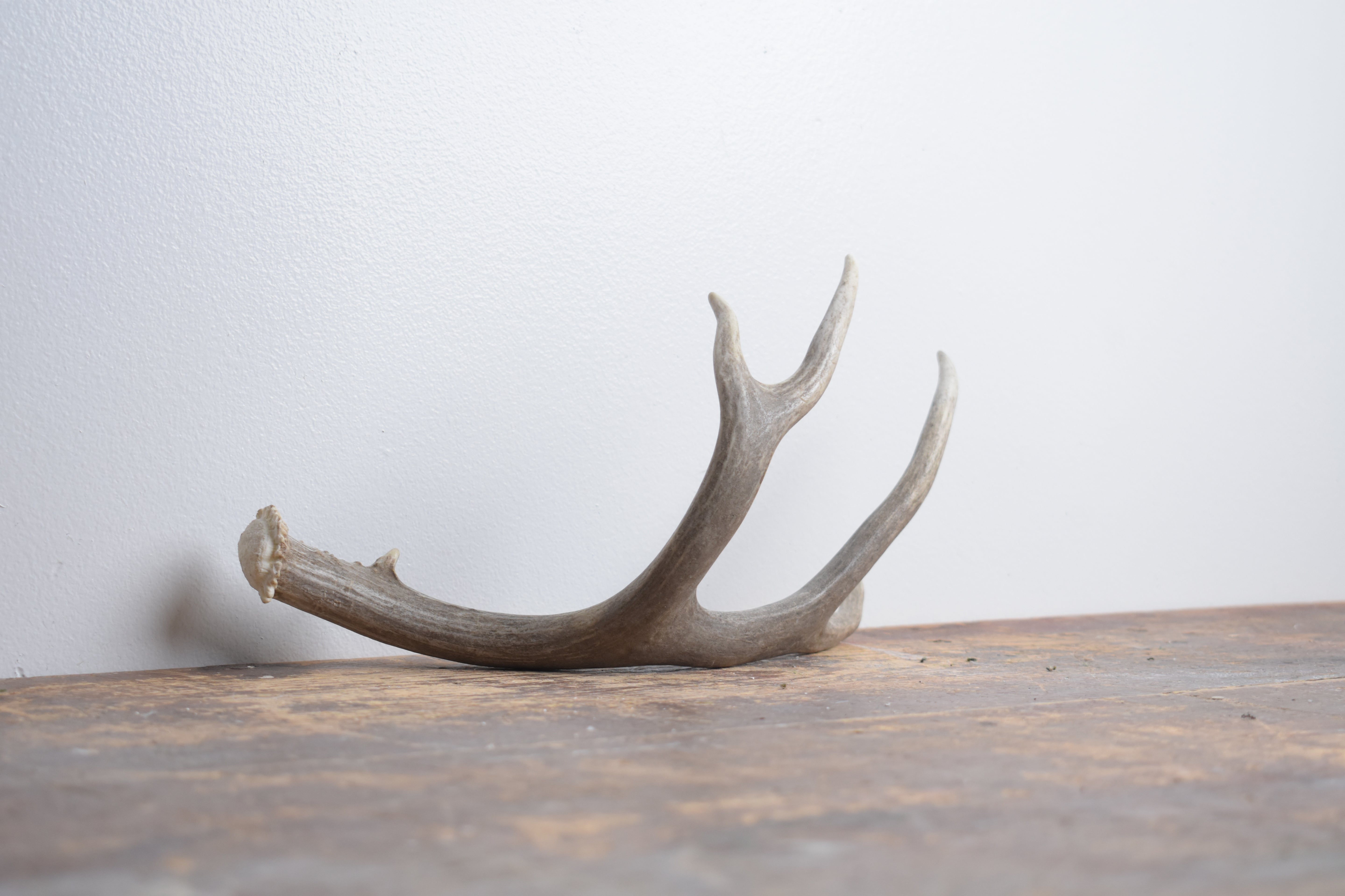 Mule Deer Antler | Small Size | 63