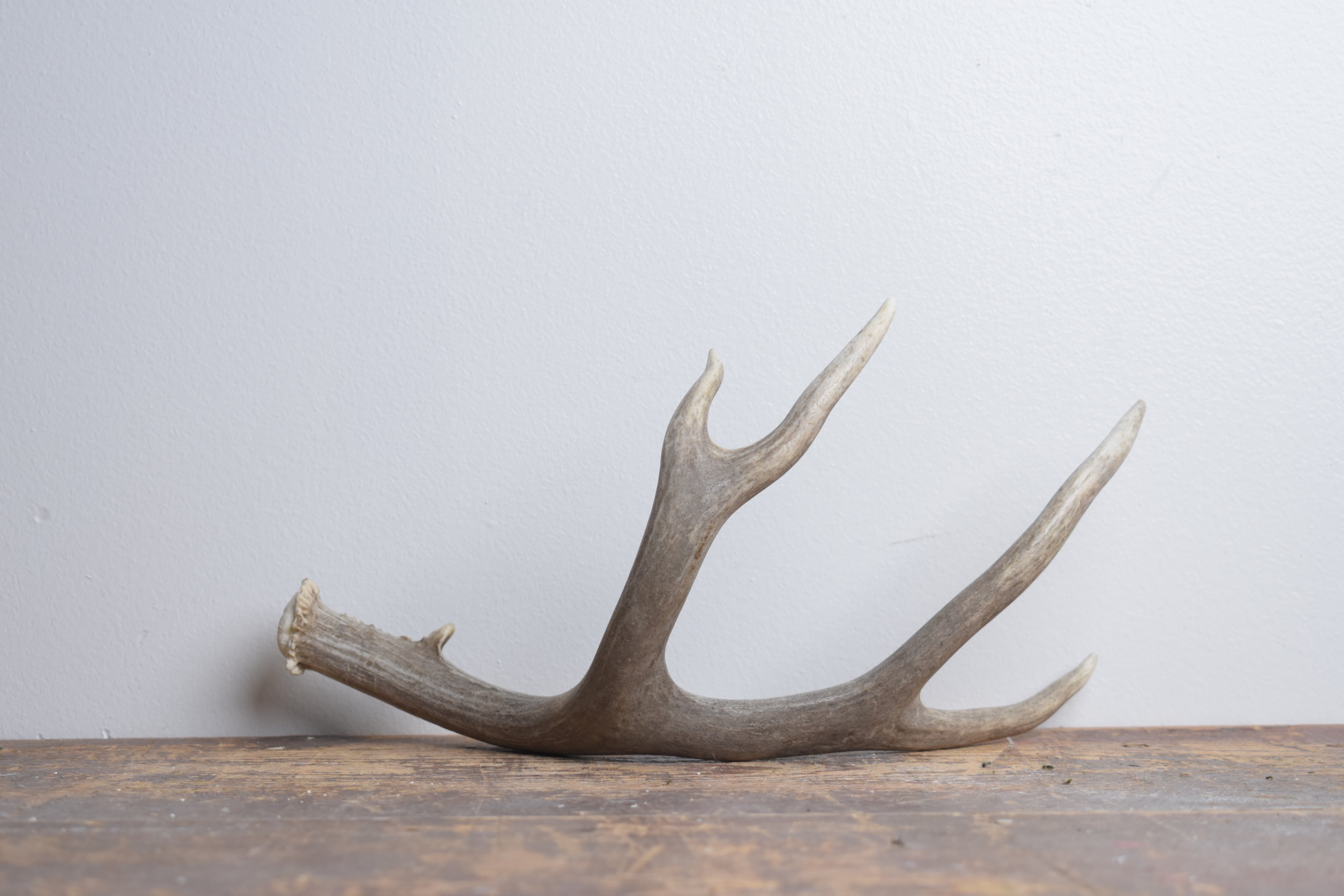 Mule Deer Antler | Small Size | 63