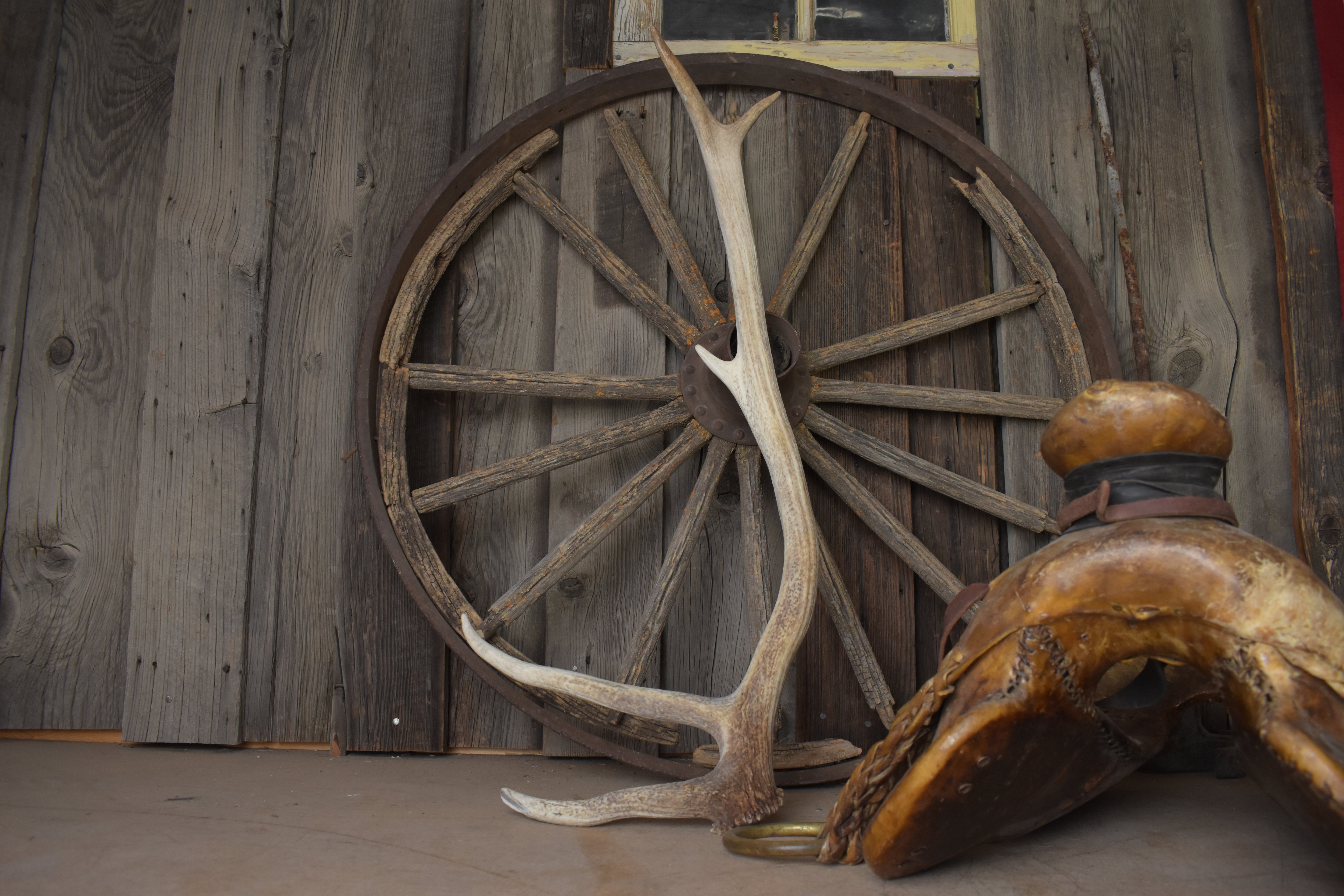 Elk Antler | Medium Size | 110