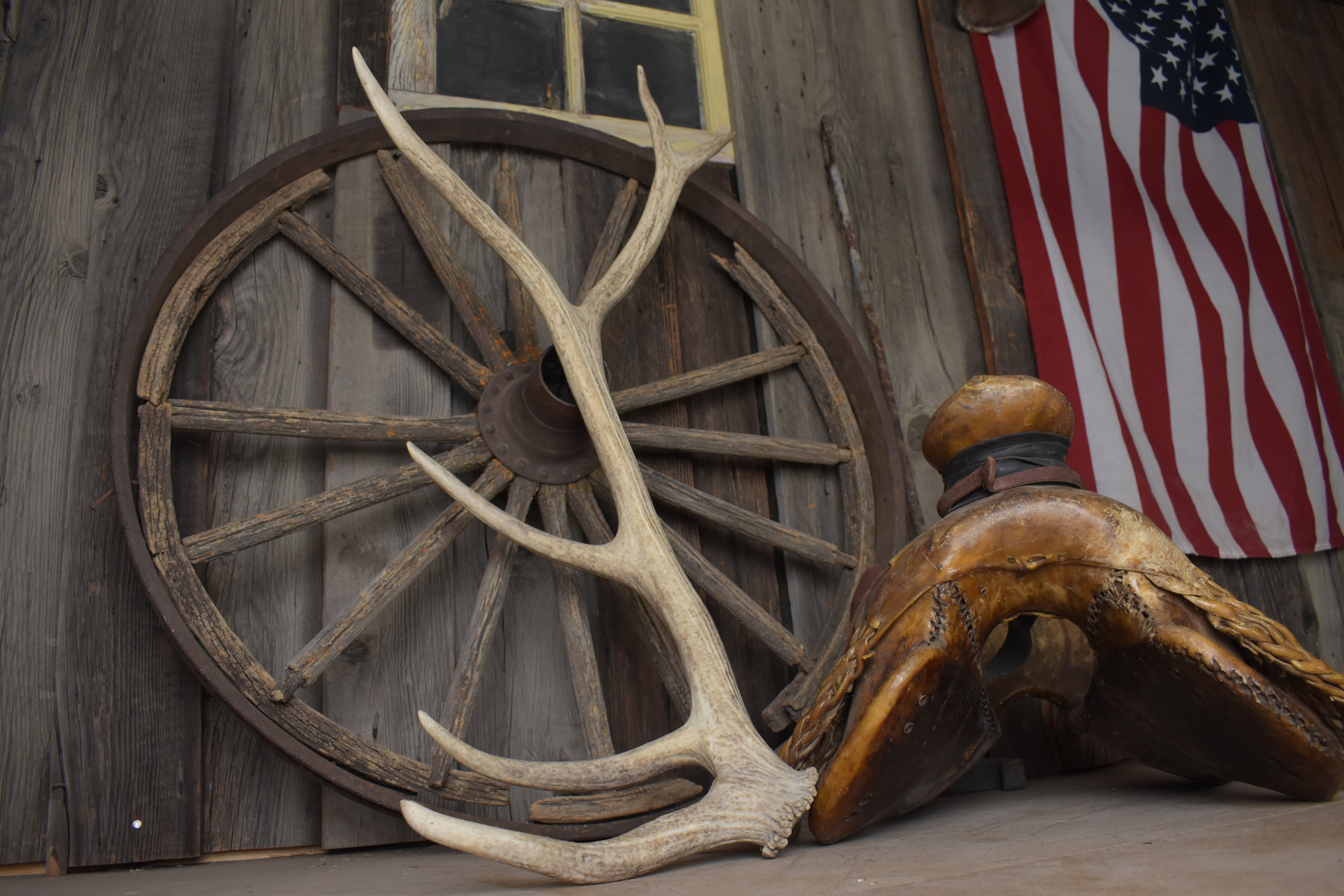Elk Antler | Medium Size | 119