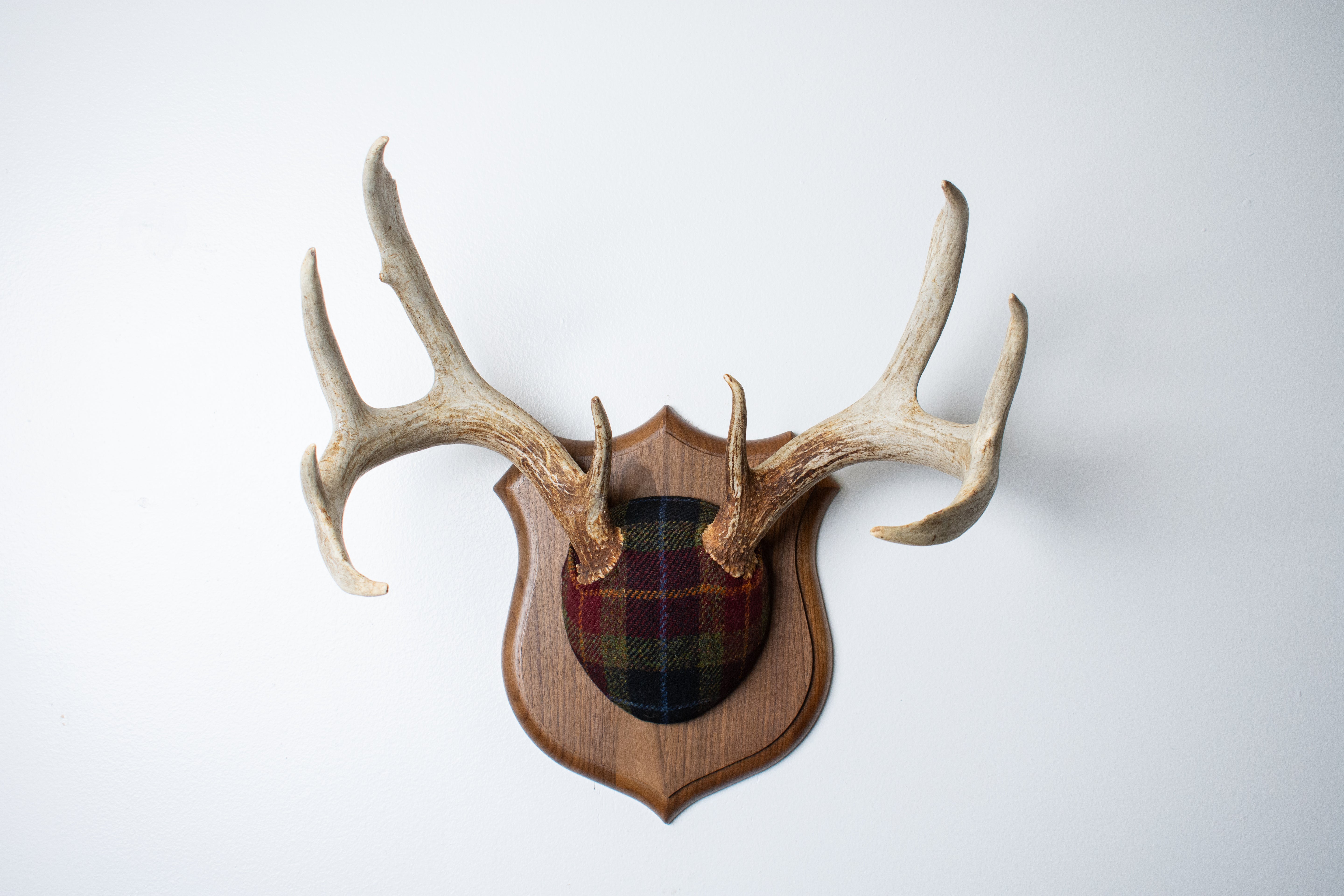 Whitetail Deer Antler Mount | Green, Red & Black Tartan | 31