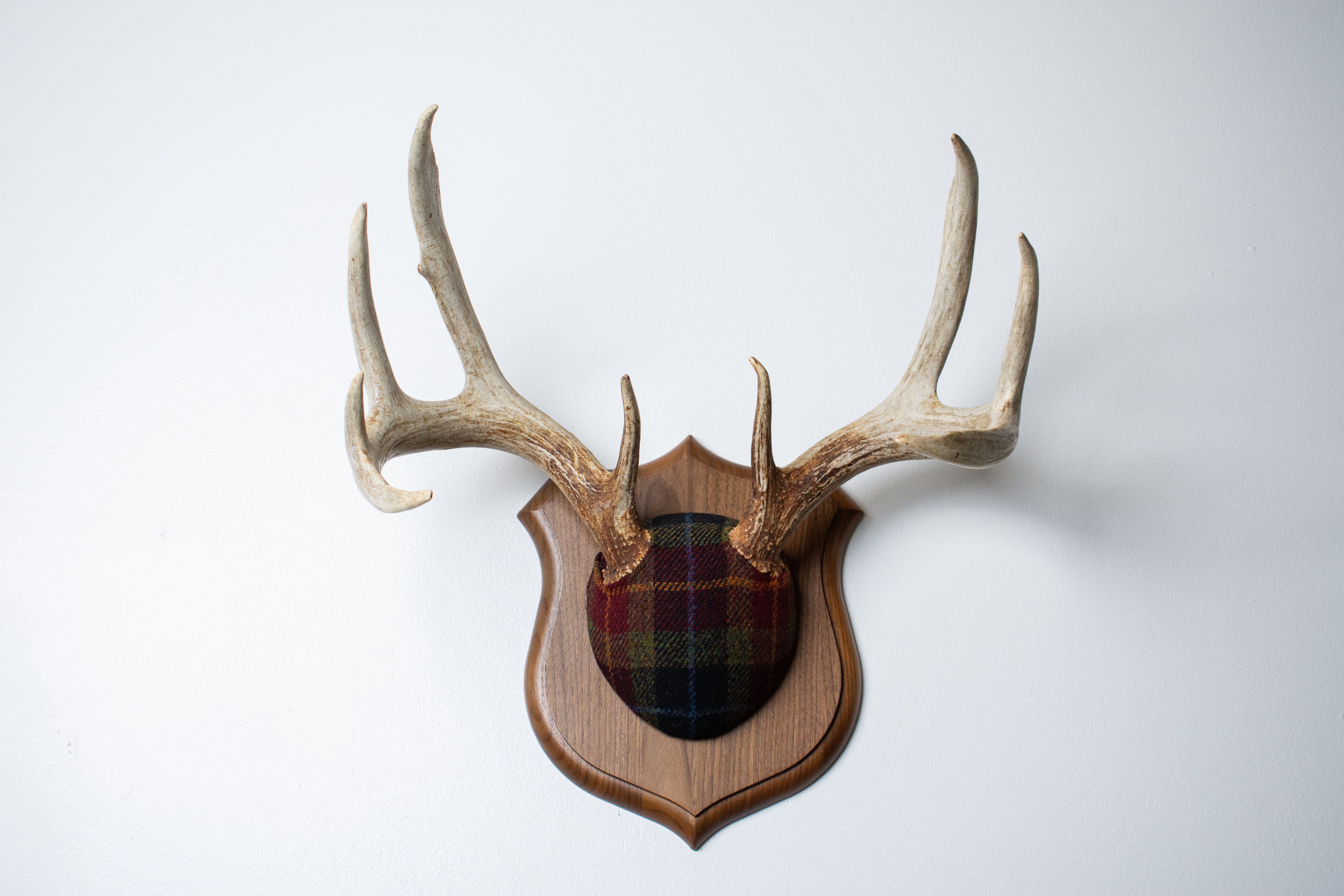 Whitetail Deer Antler Mount | Green, Red & Black Tartan | 31