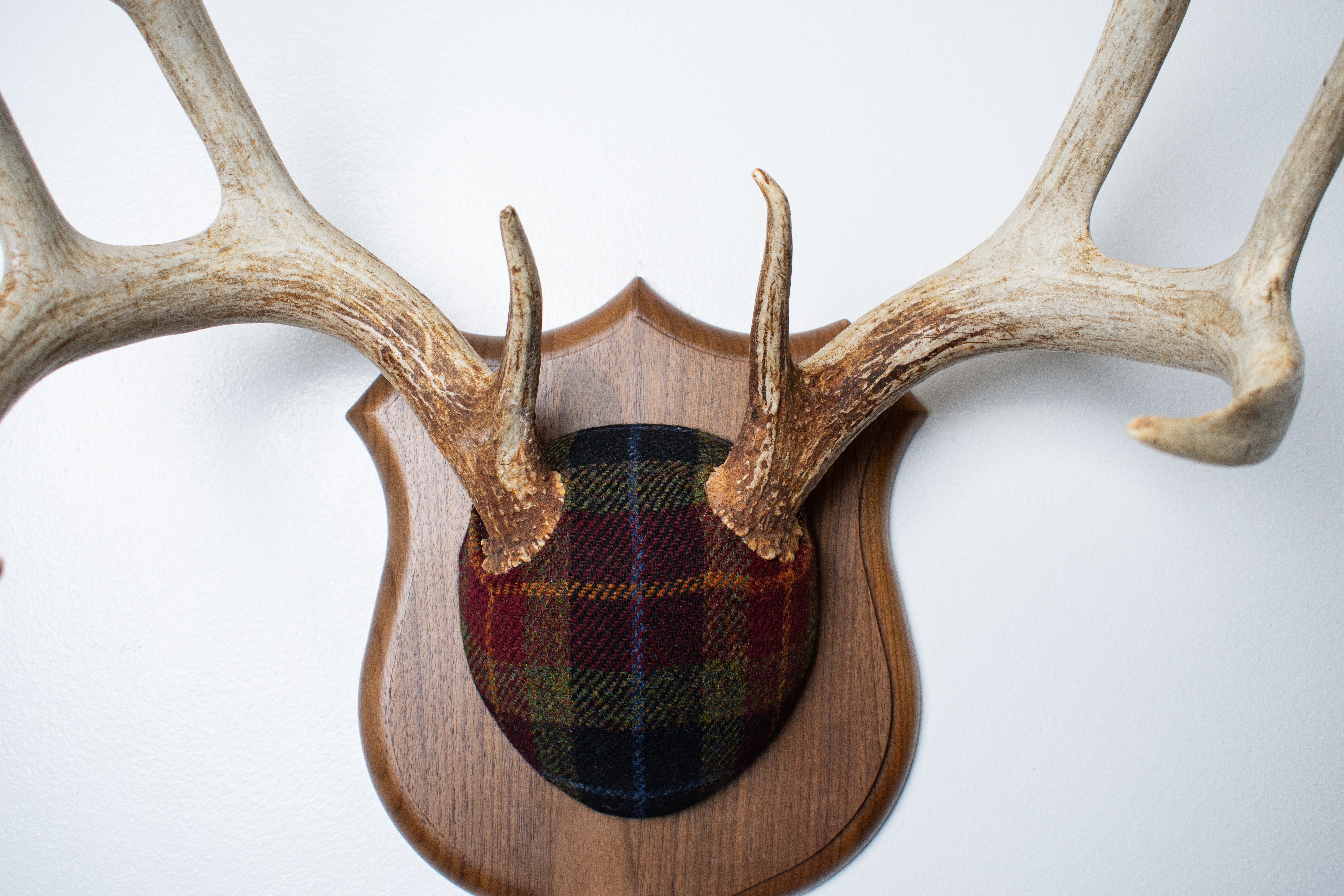 Whitetail Deer Antler Mount | Green, Red & Black Tartan | 31