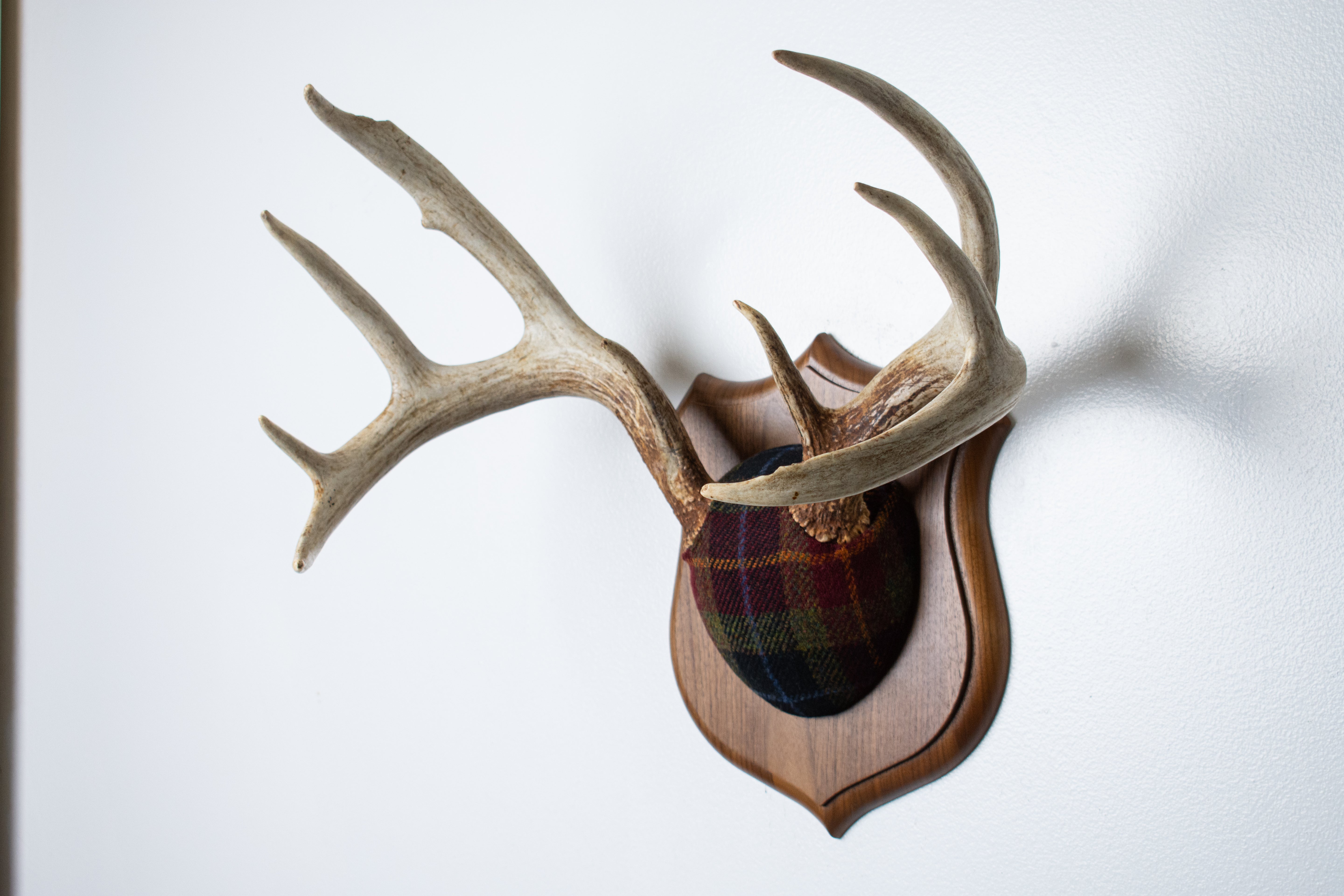 Whitetail Deer Antler Mount | Green, Red & Black Tartan | 31