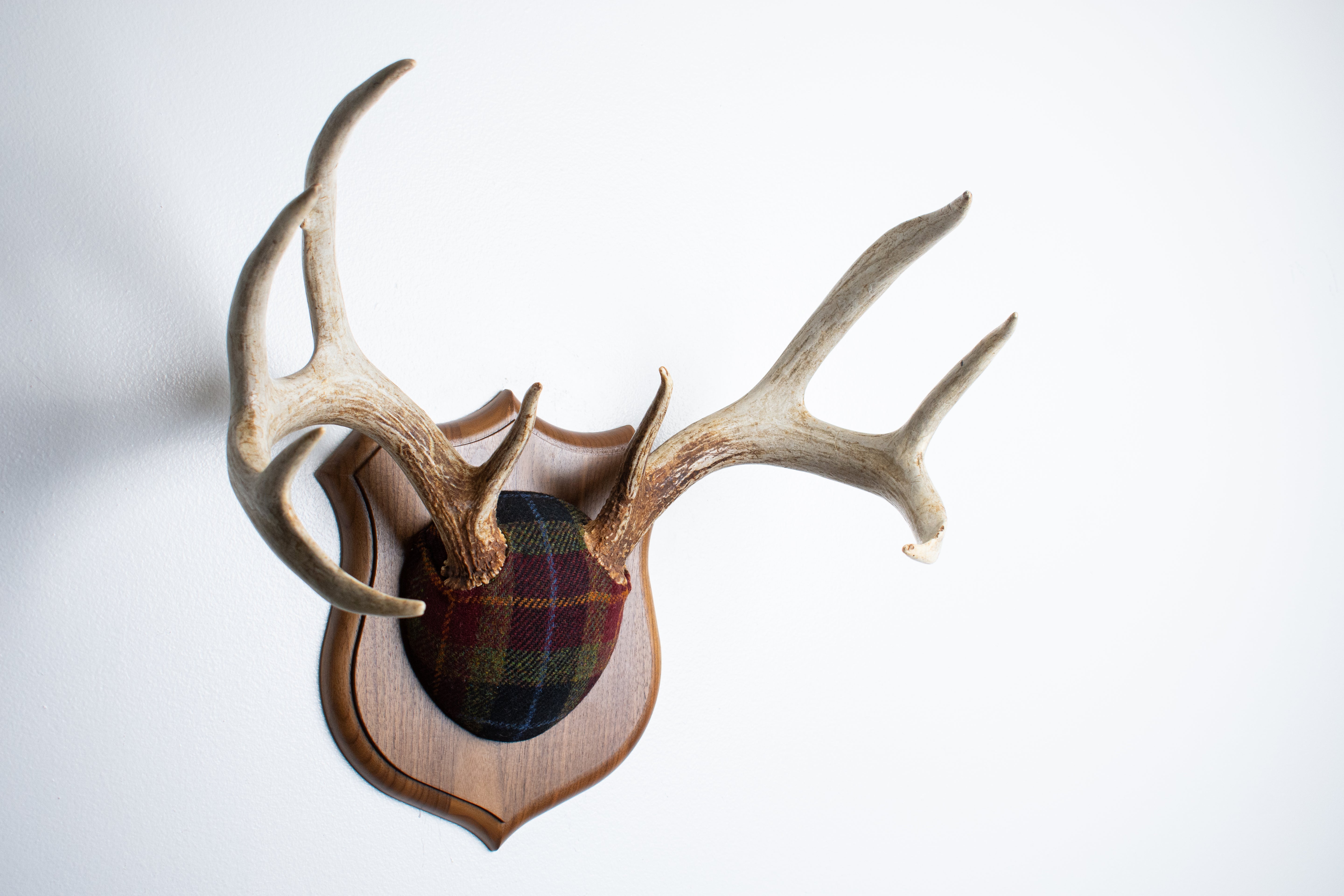 Whitetail Deer Antler Mount | Green, Red & Black Tartan | 31