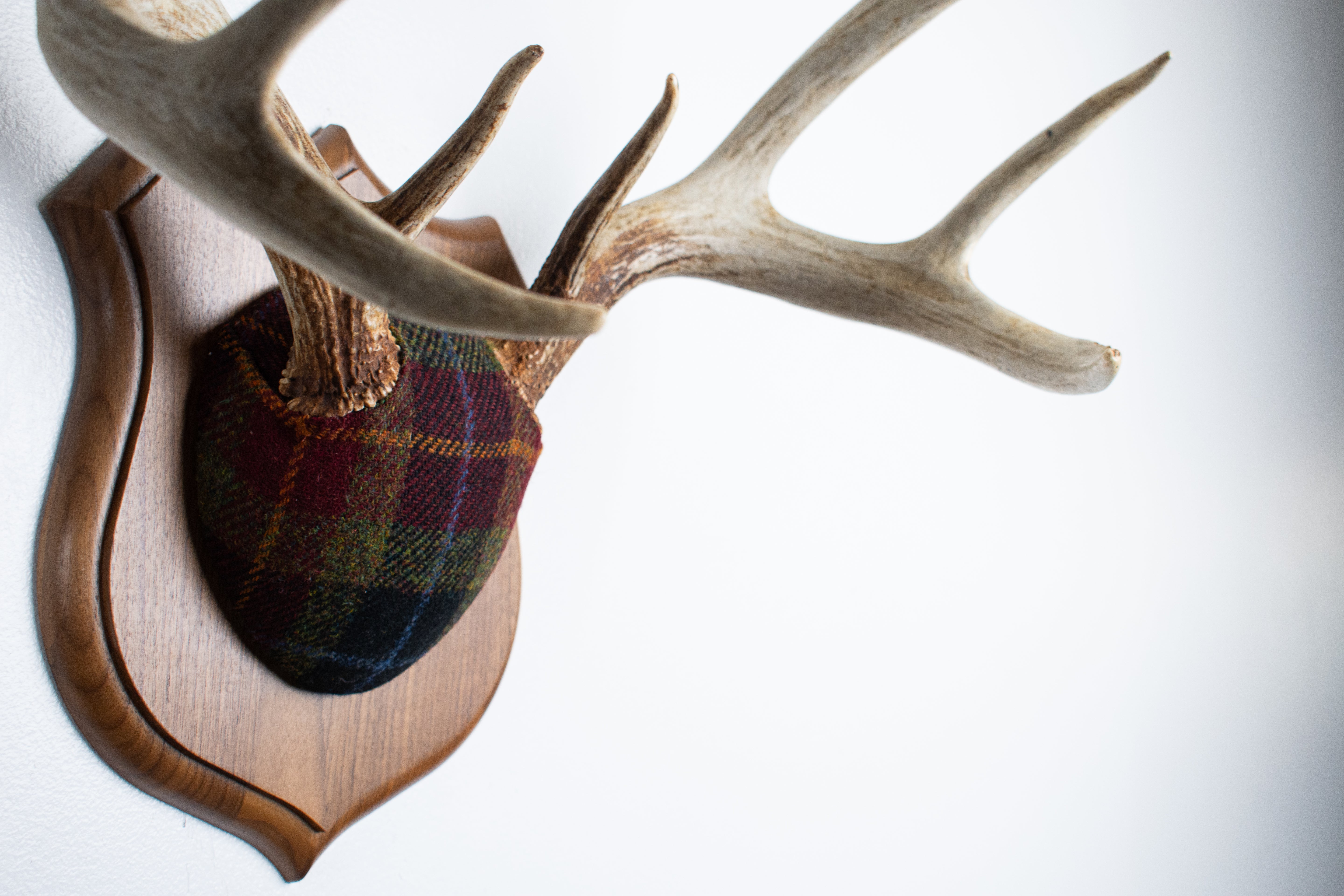 Whitetail Deer Antler Mount | Green, Red & Black Tartan | 31
