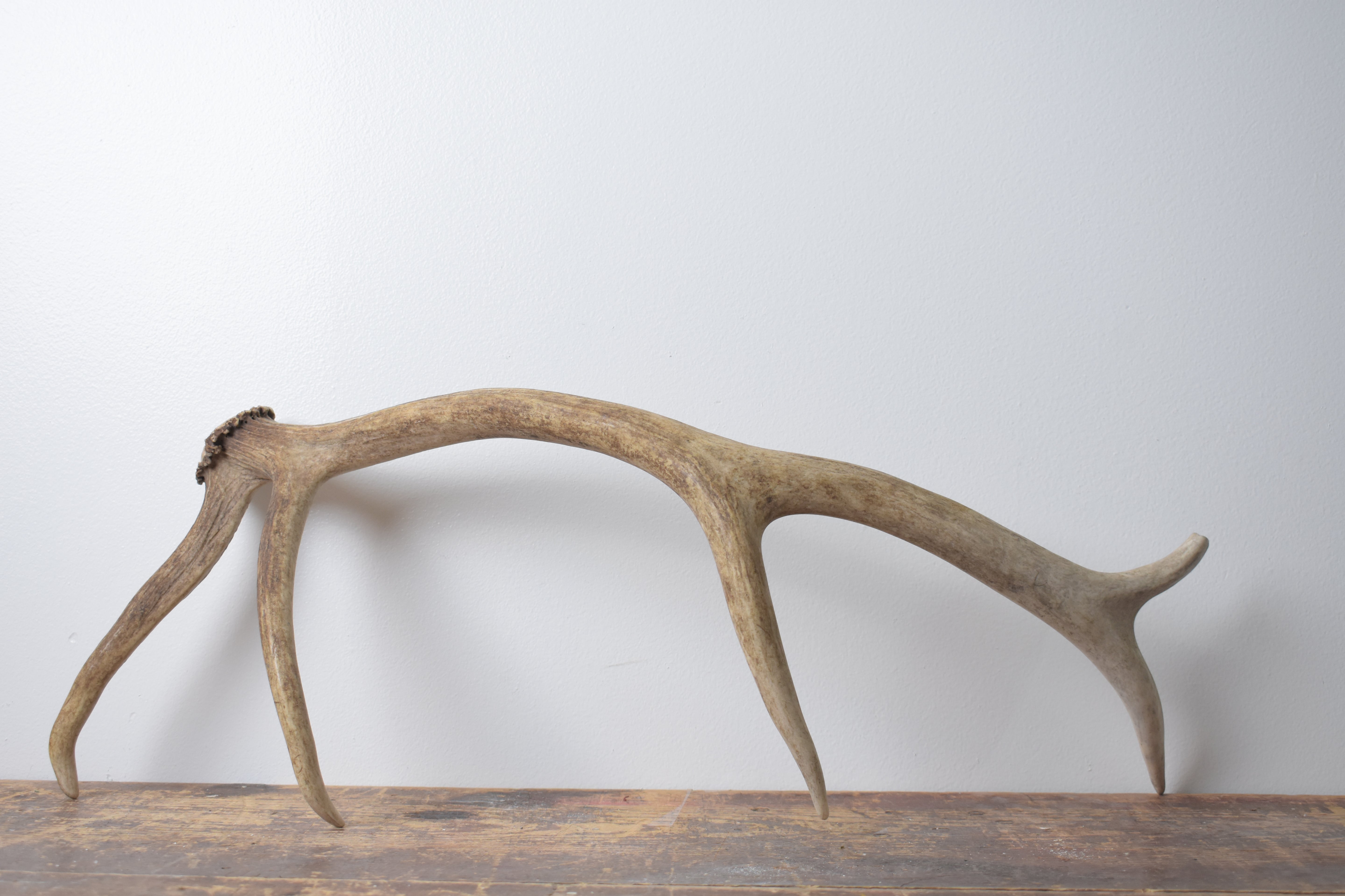 SOLD OUT | Elk Antler | Small Size | 89