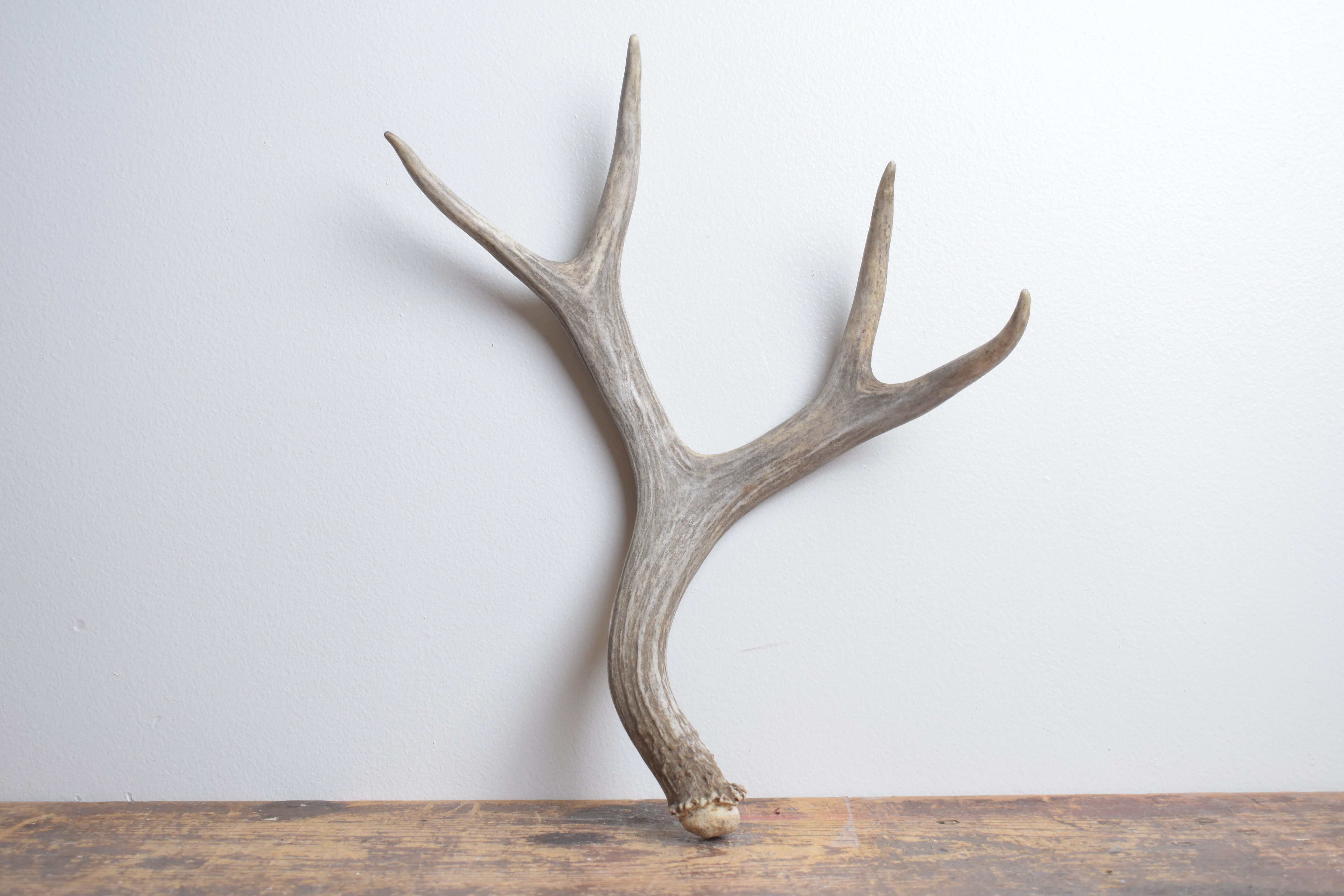 Mule Deer Antler | Medium Size | 55