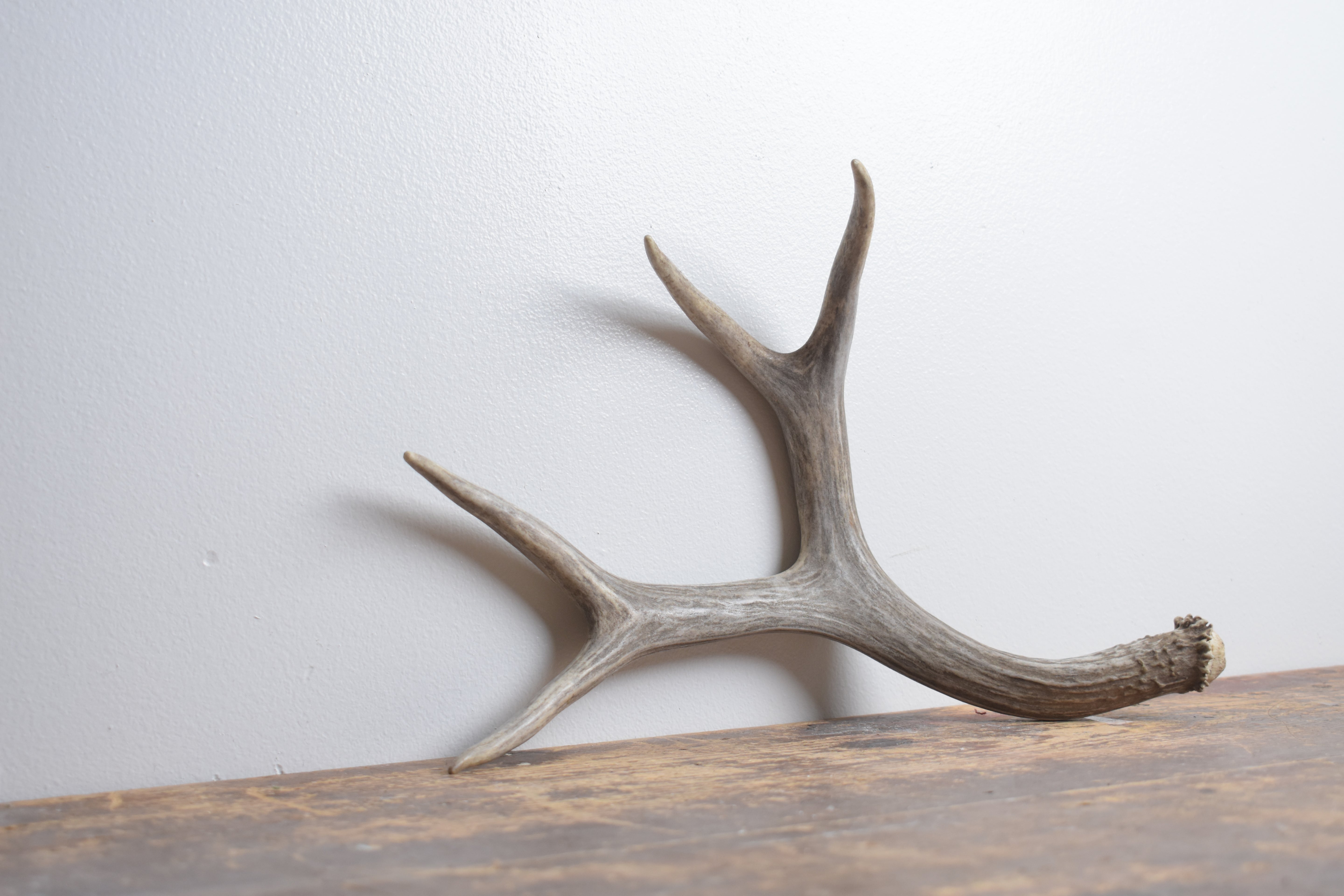 Mule Deer Antler | Medium Size | 55