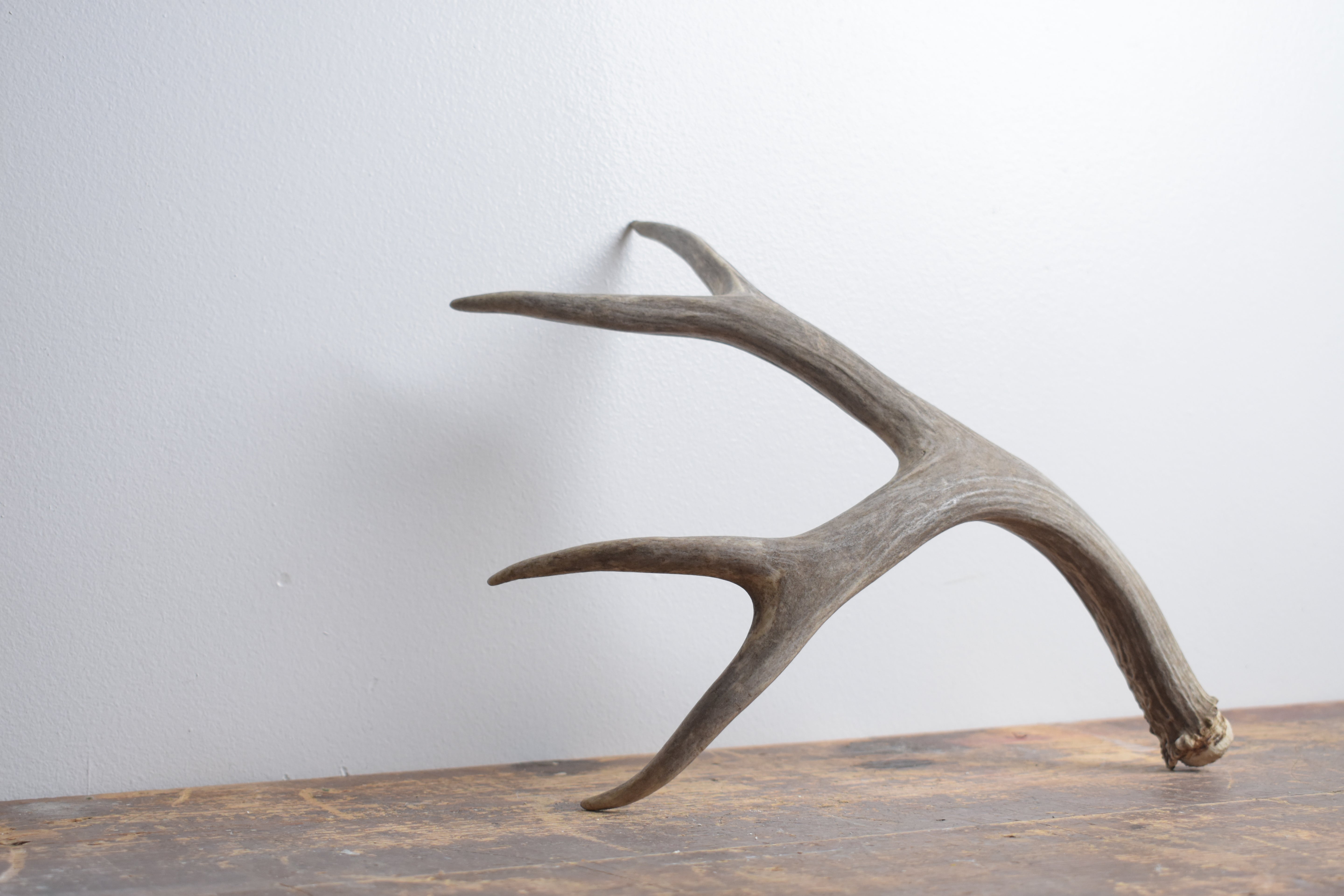 Mule Deer Antler | Medium Size | 55