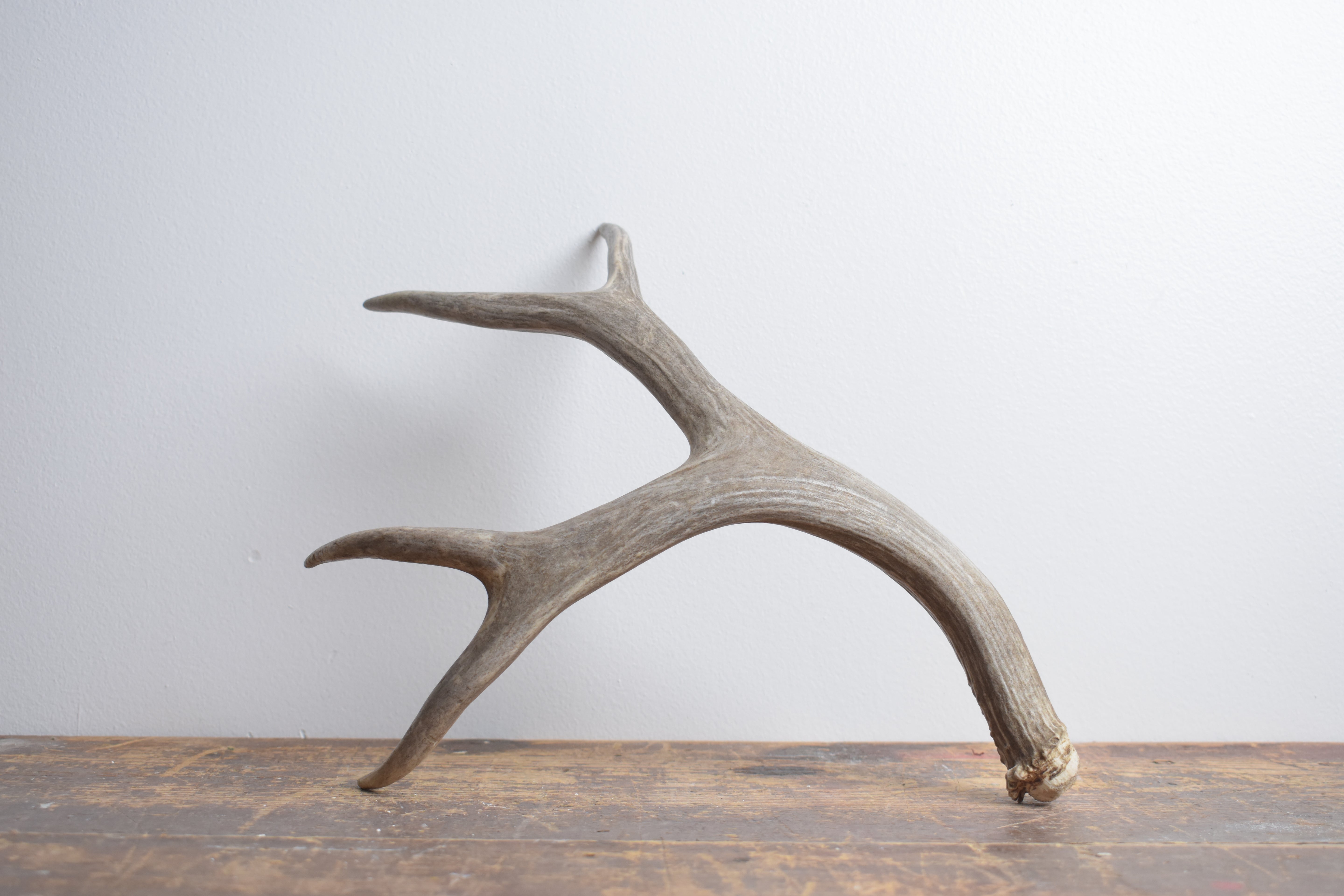 Mule Deer Antler | Medium Size | 55