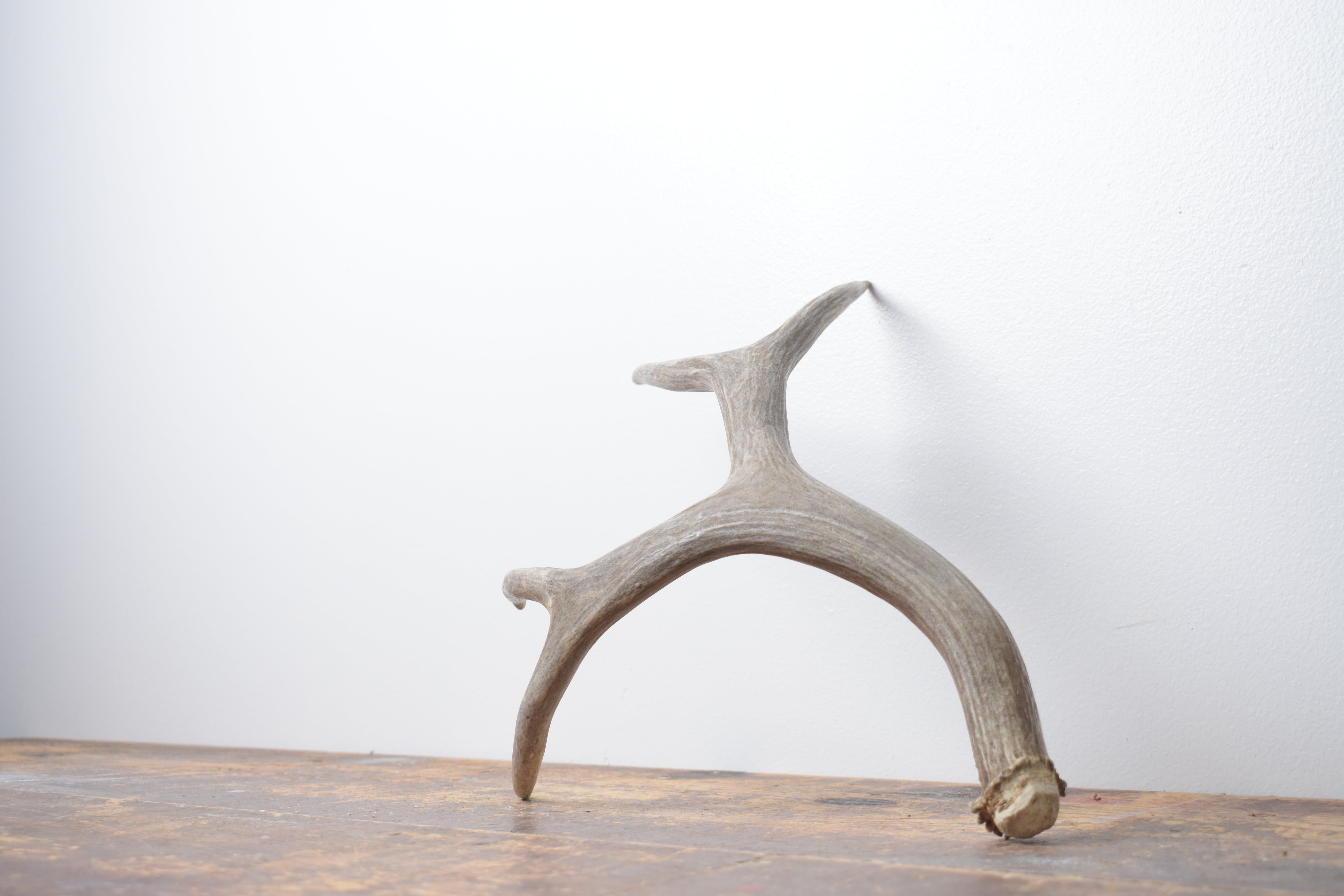 Mule Deer Antler | Medium Size | 55