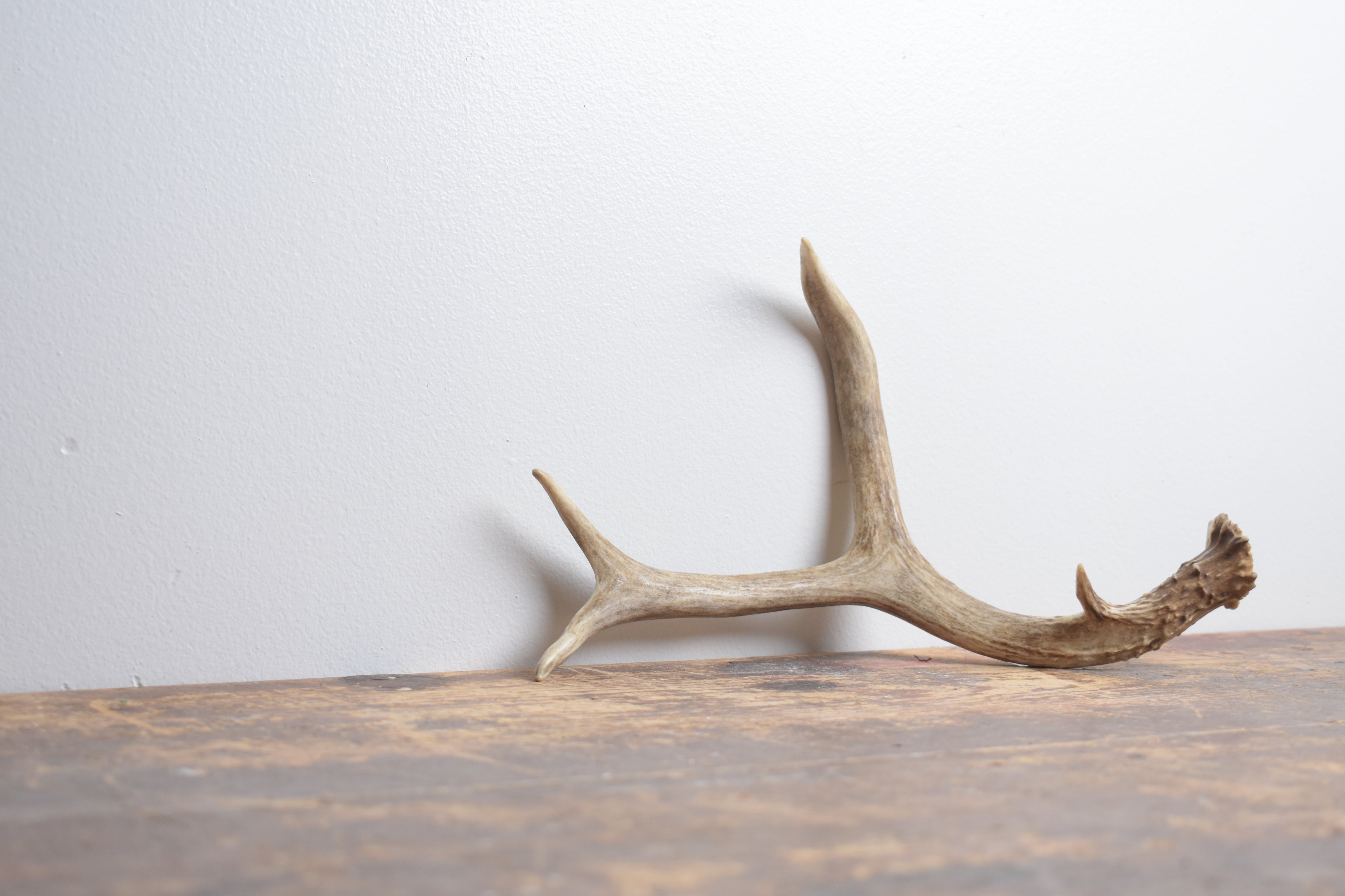 Mule Deer Antler | Small Size | 56