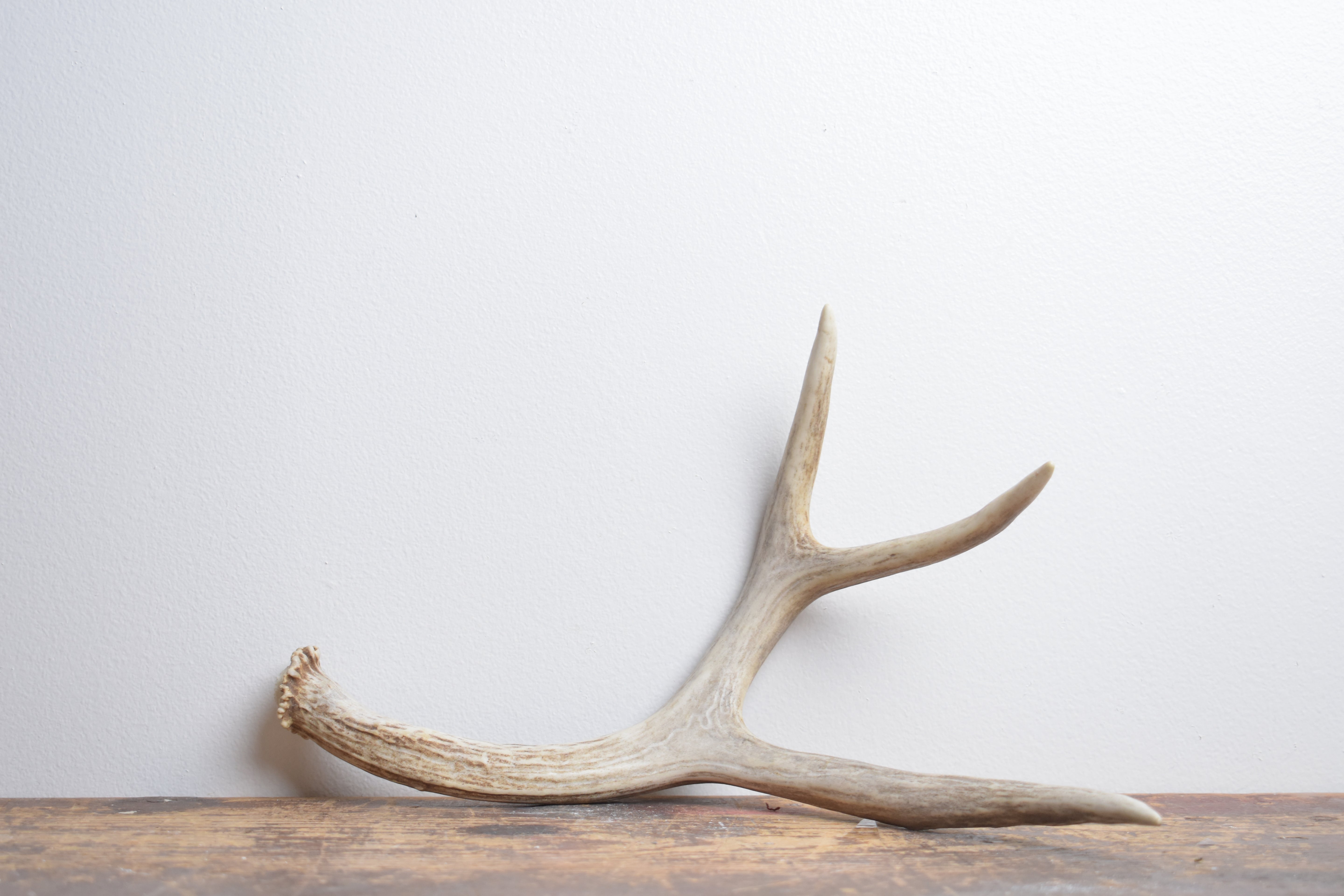 Mule Deer Antler | Medium Size | 64