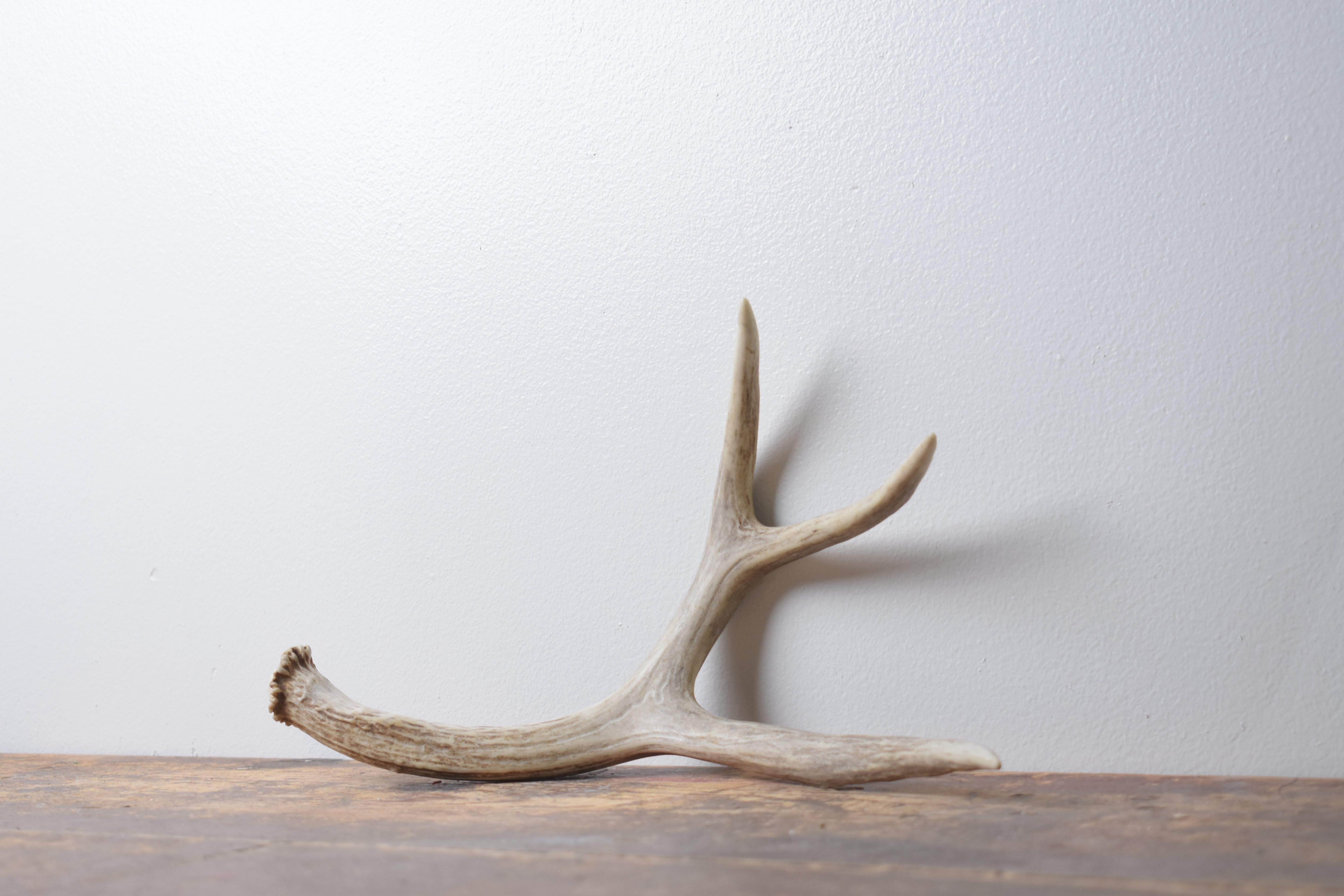 Mule Deer Antler | Medium Size | 64