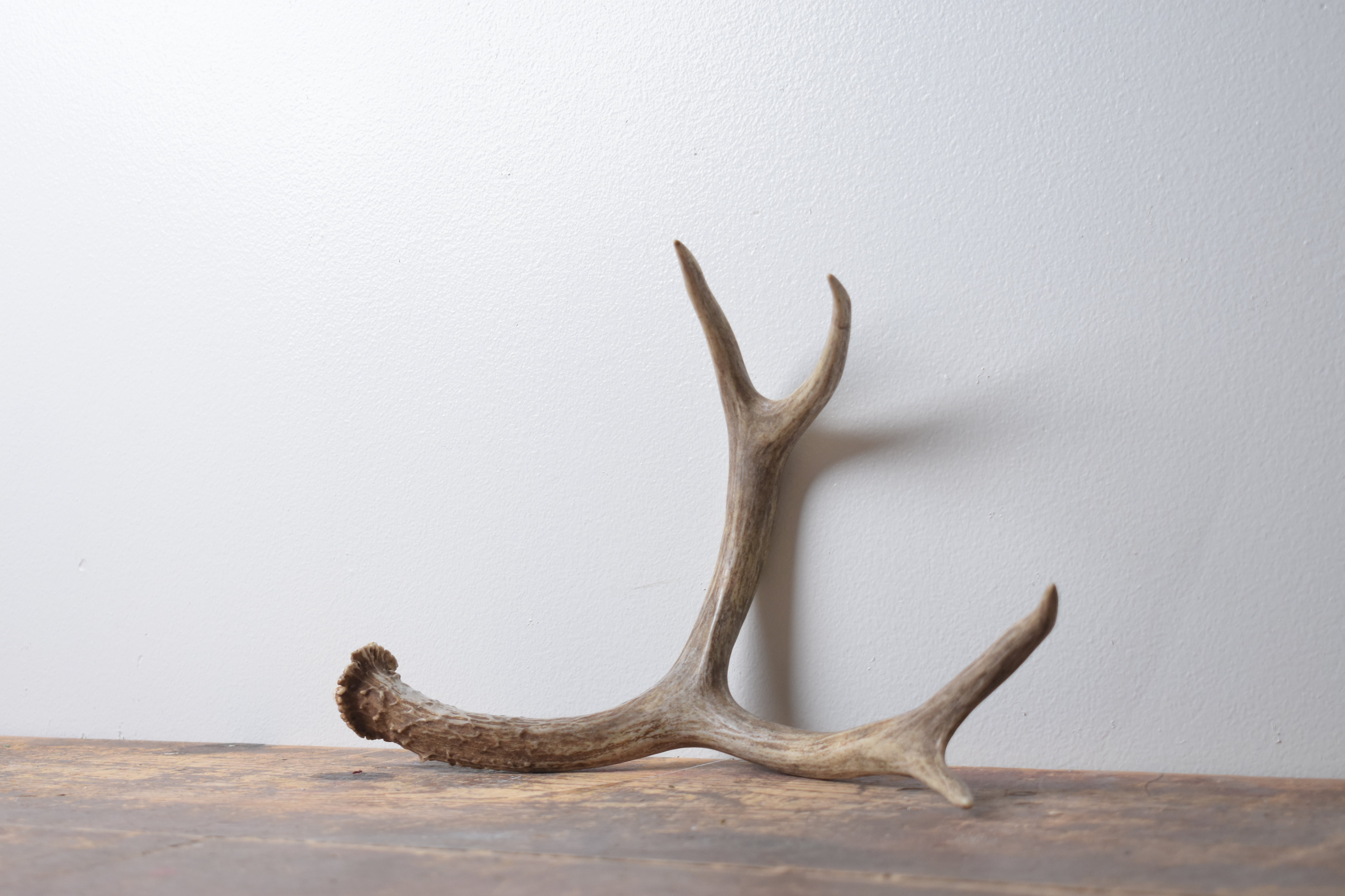 Mule Deer Antler | Medium Size | 57
