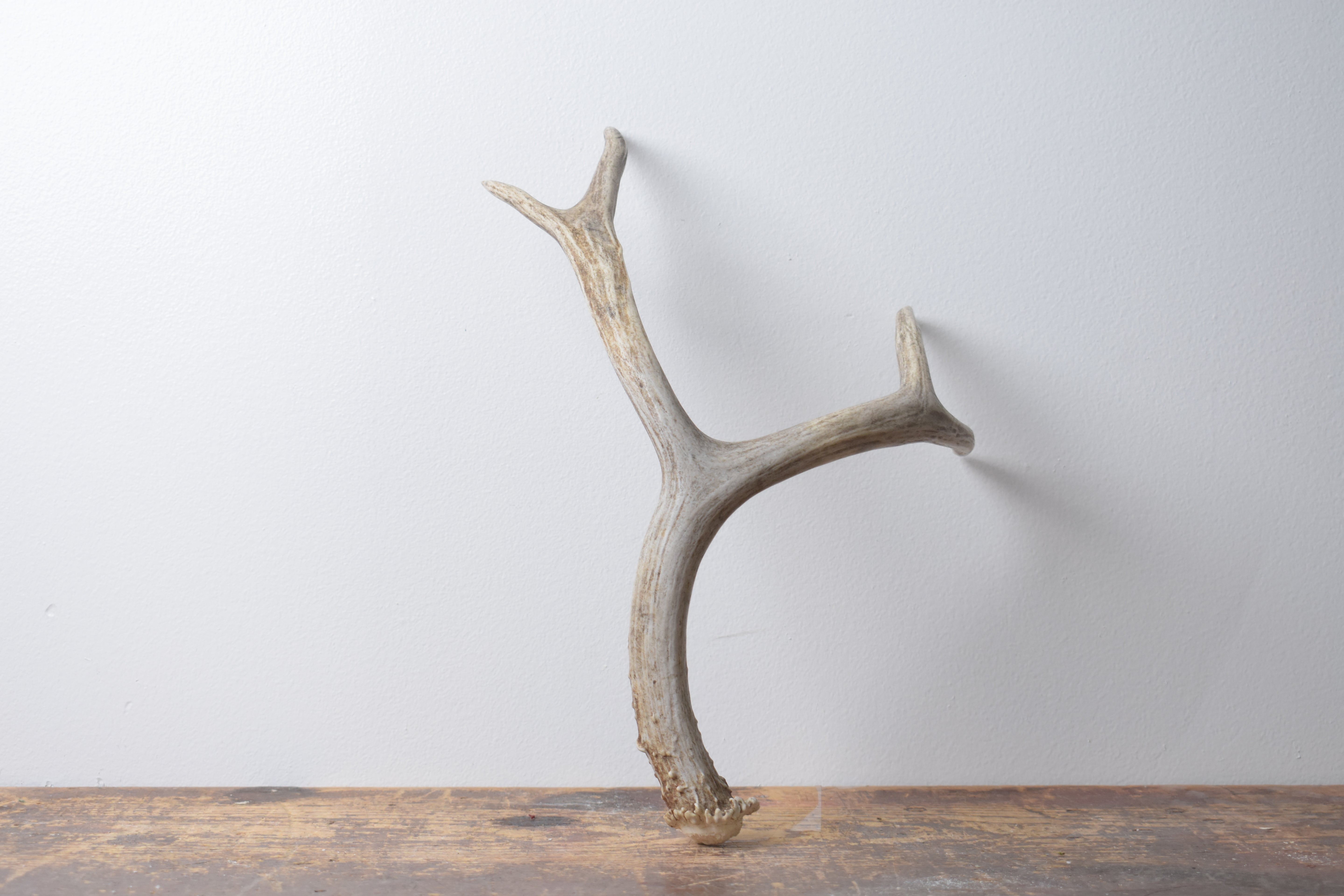 Mule Deer Antler | Medium Size | 57