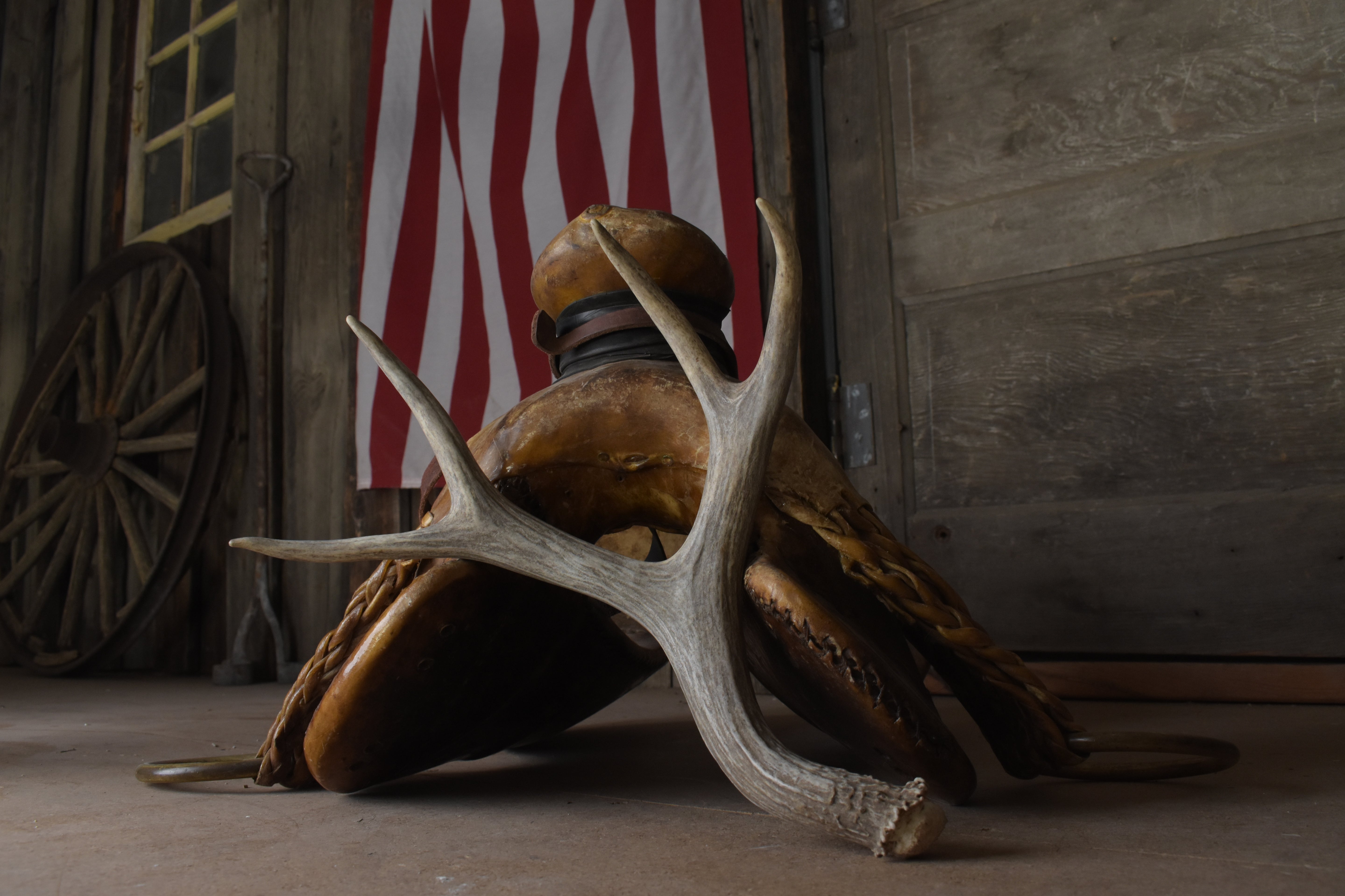 Mule Deer Antler | Medium Size | 55