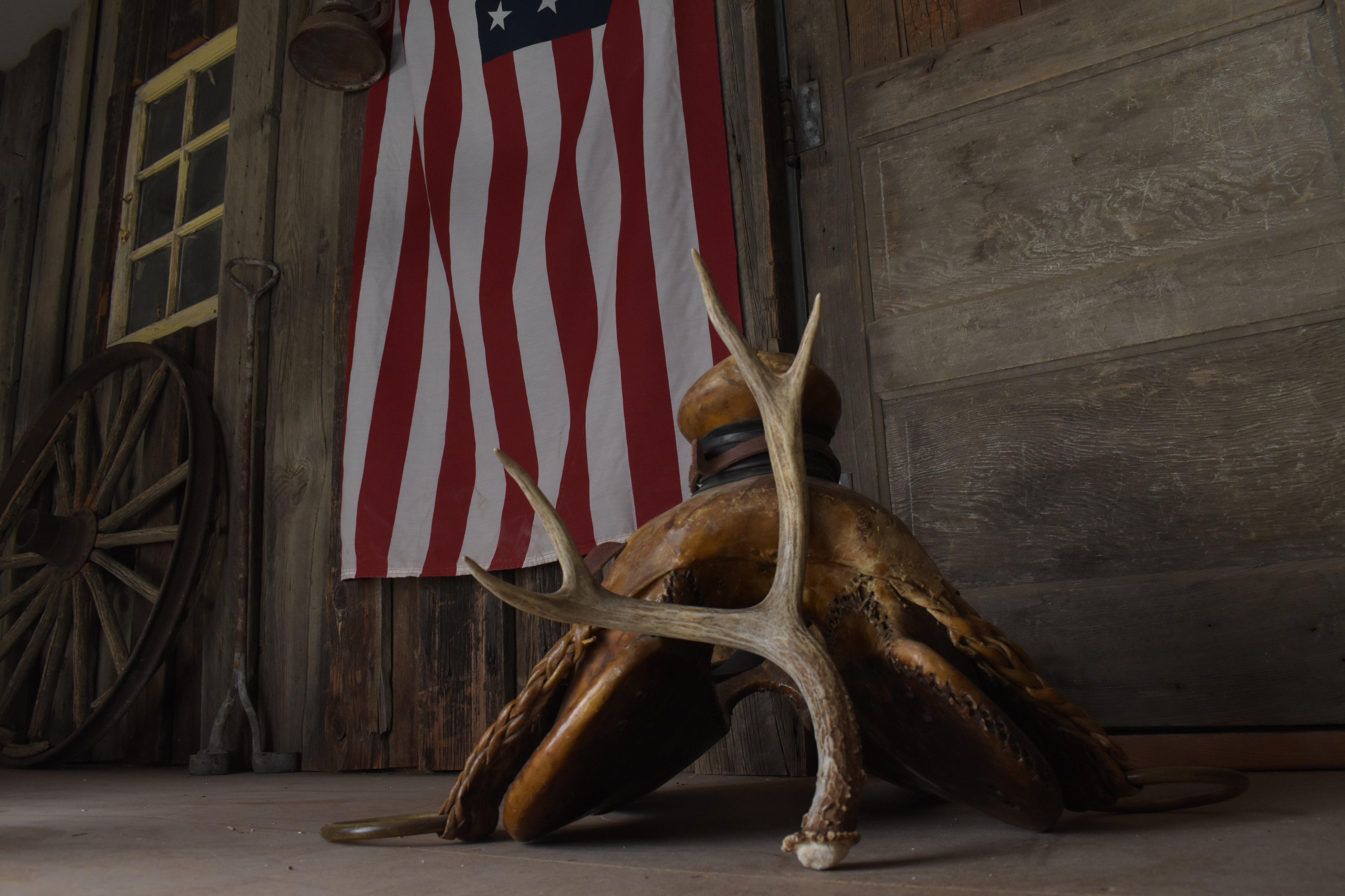 Mule Deer Antler | Medium Size | 57