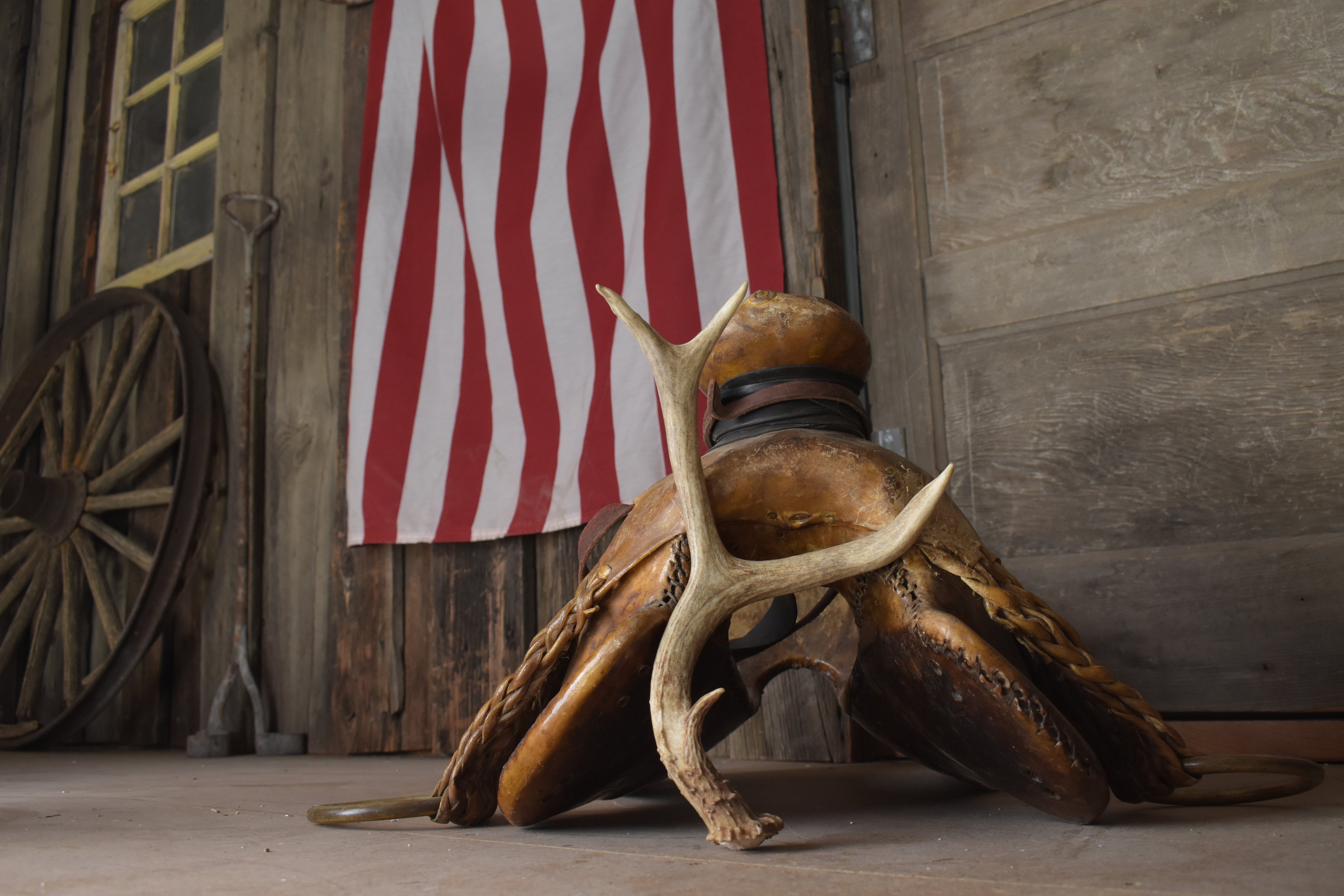 Mule Deer Antler | Small Size | 56