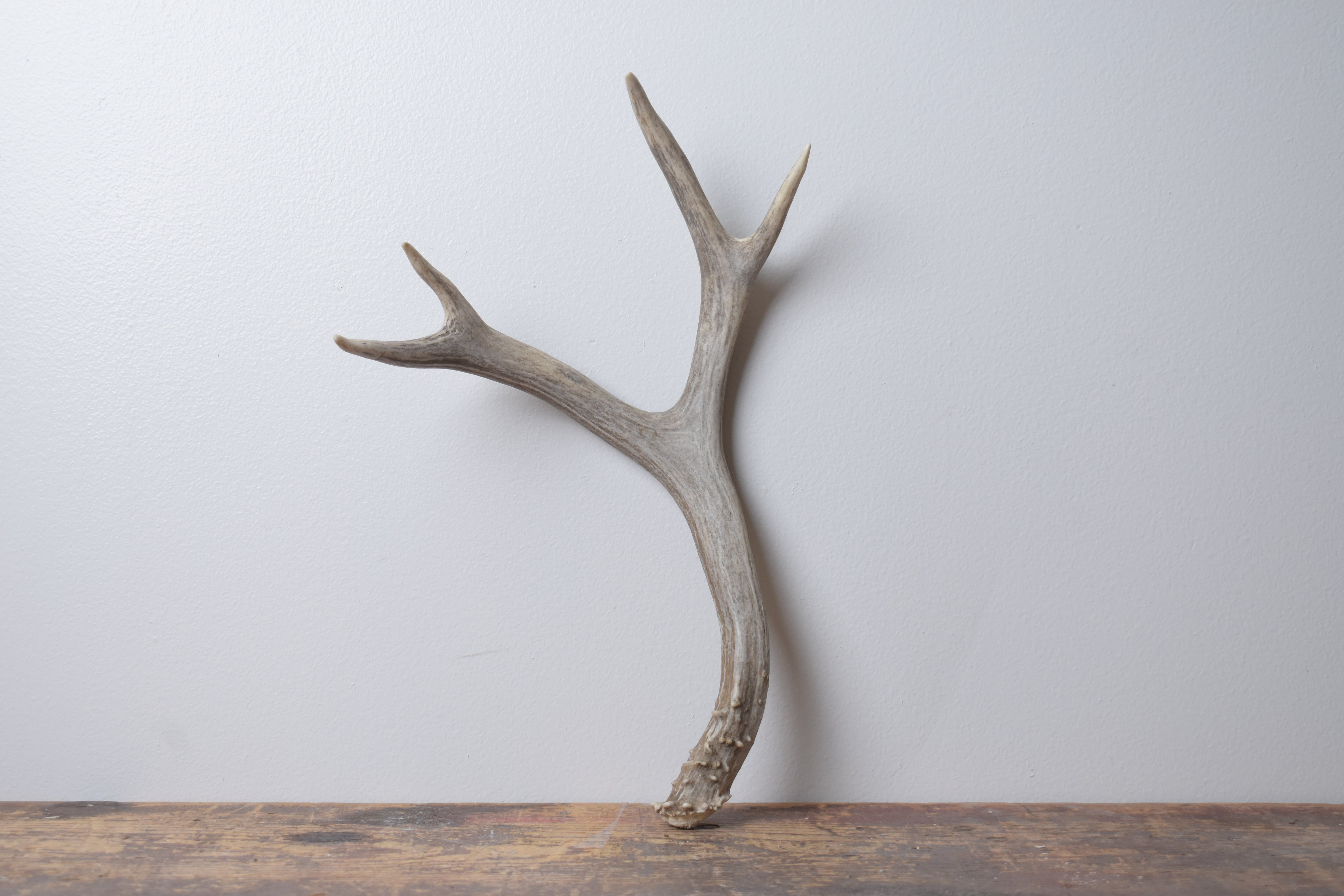 Mule Deer Antler | Medium Size | 58