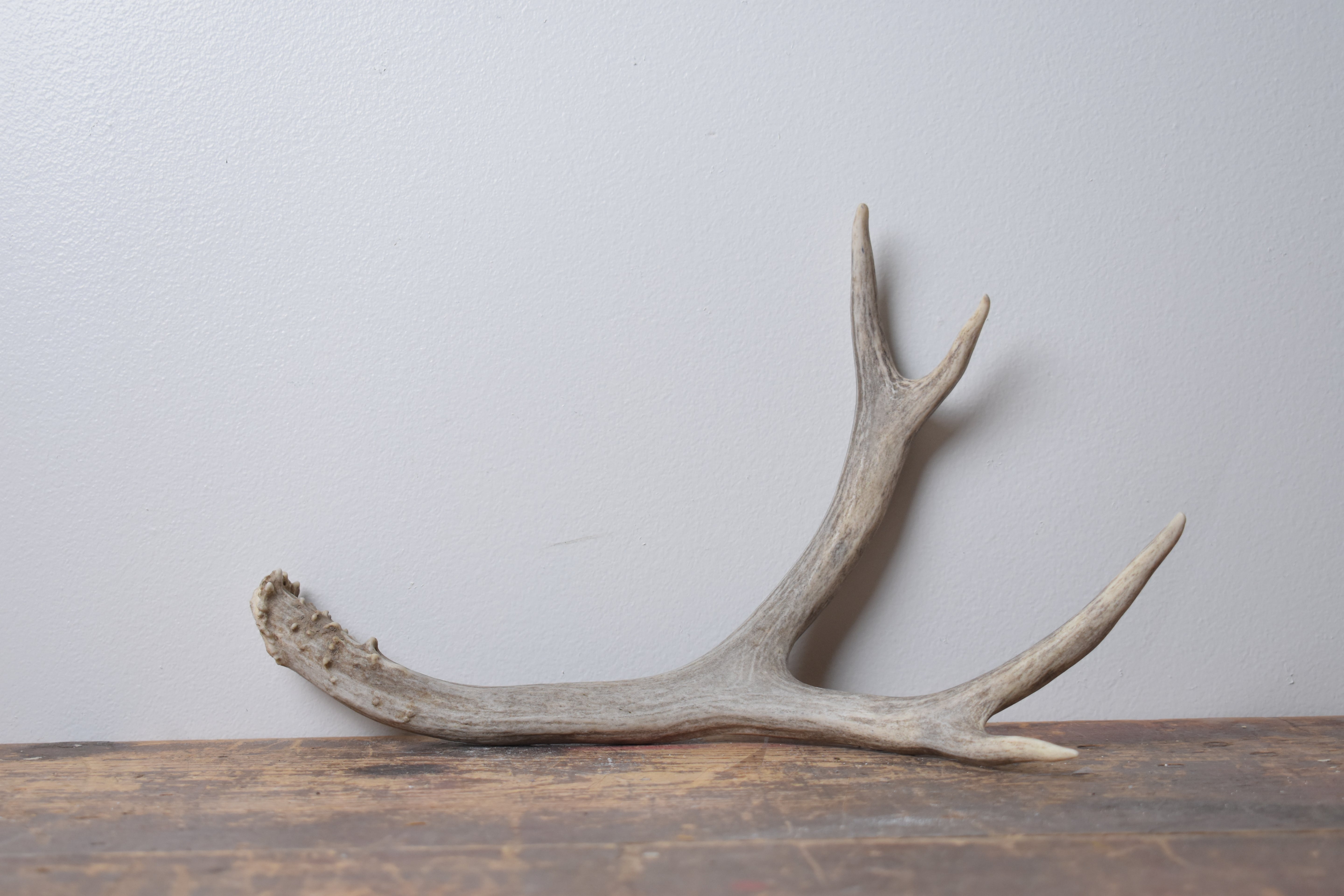 Mule Deer Antler | Medium Size | 58