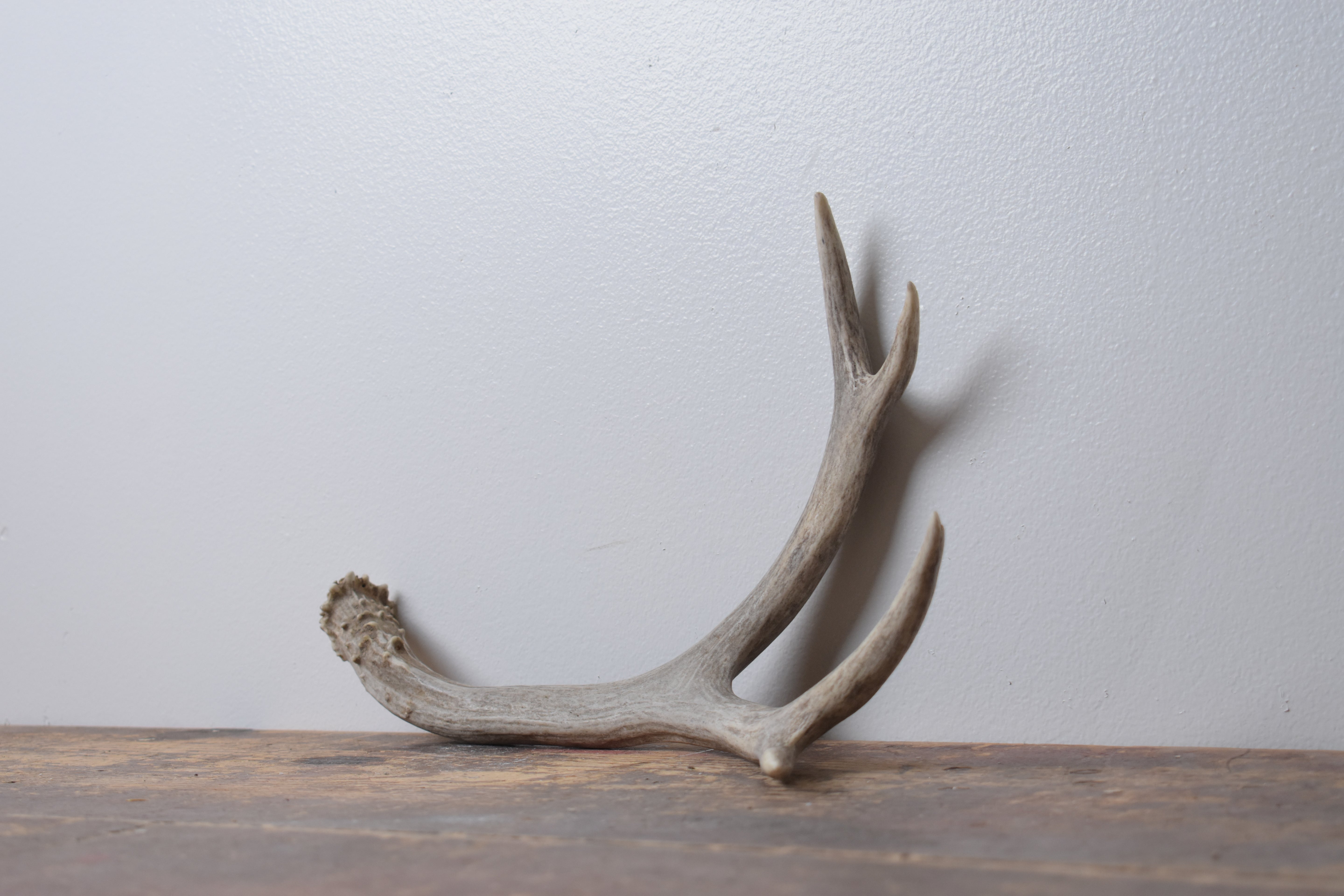 Mule Deer Antler | Medium Size | 58