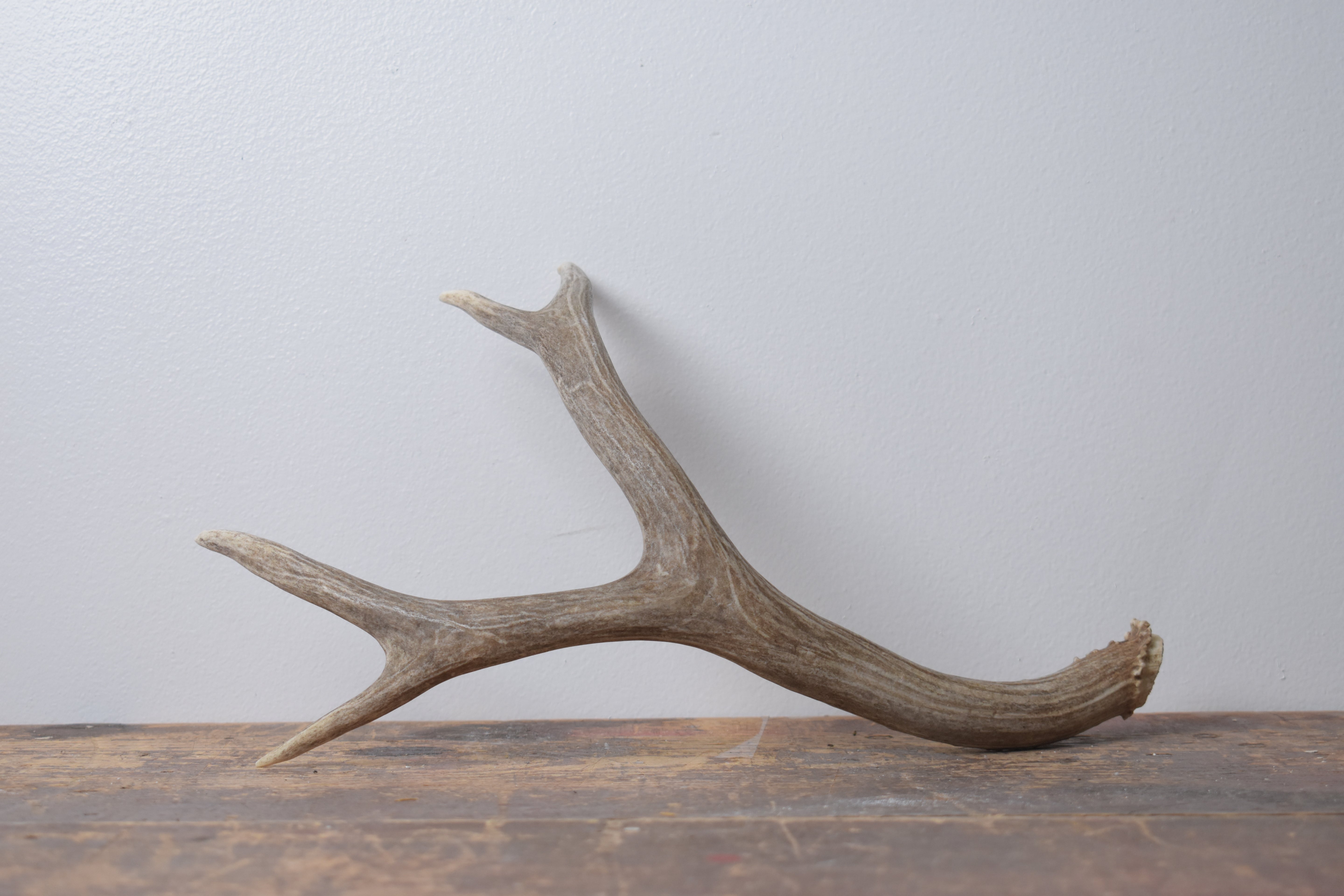 Mule Deer Antler | Medium Size | 58