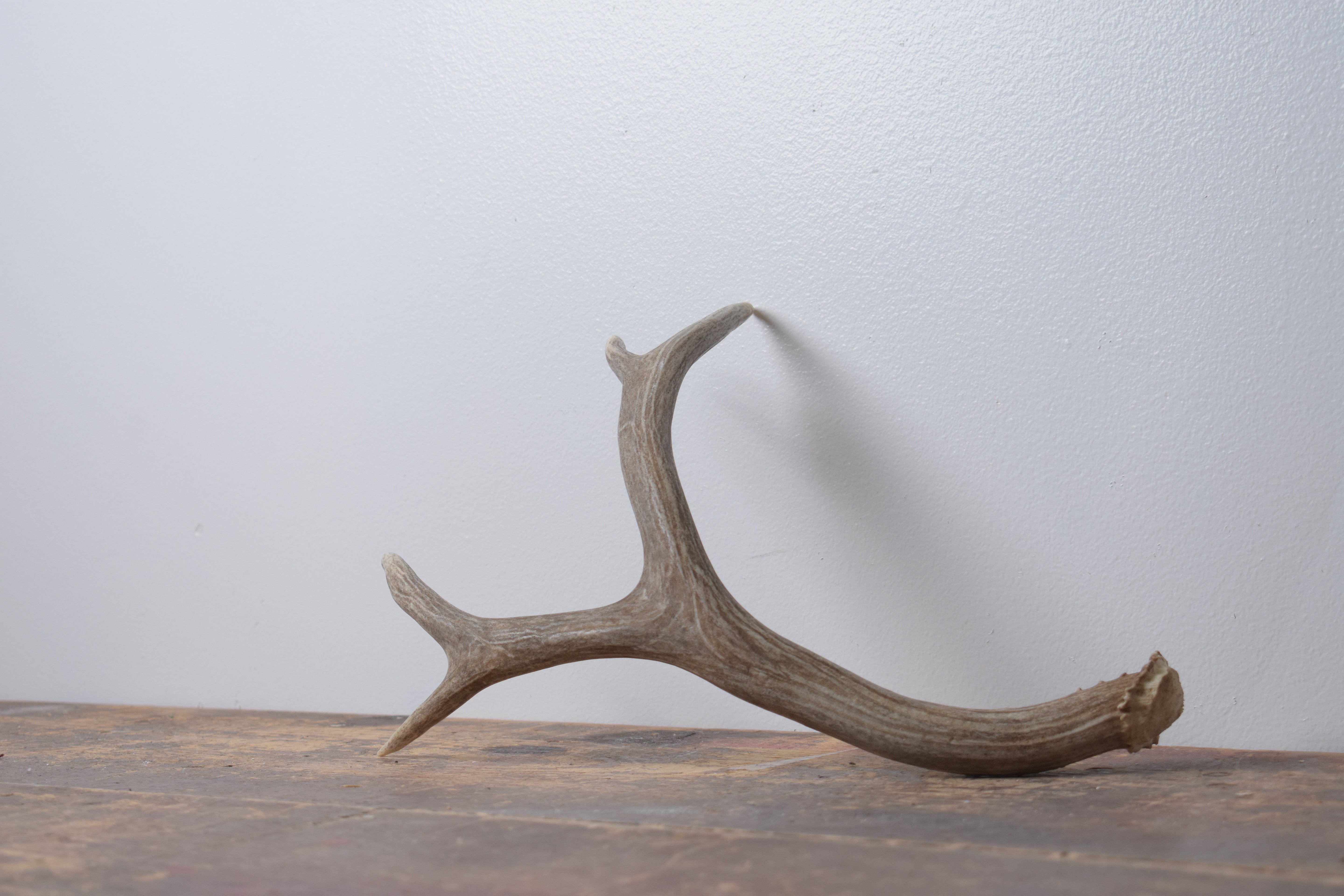 Mule Deer Antler | Medium Size | 58