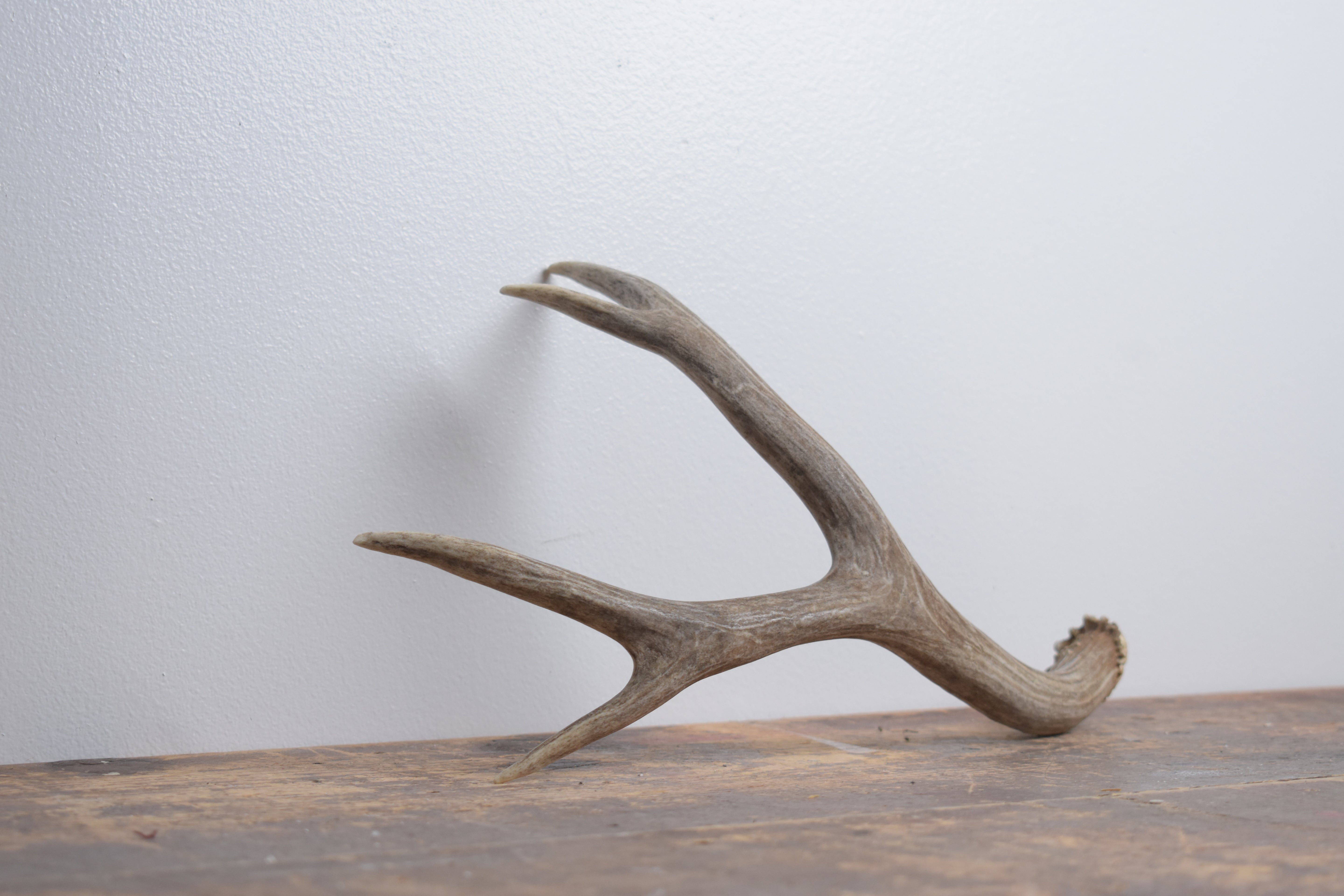 Mule Deer Antler | Medium Size | 58