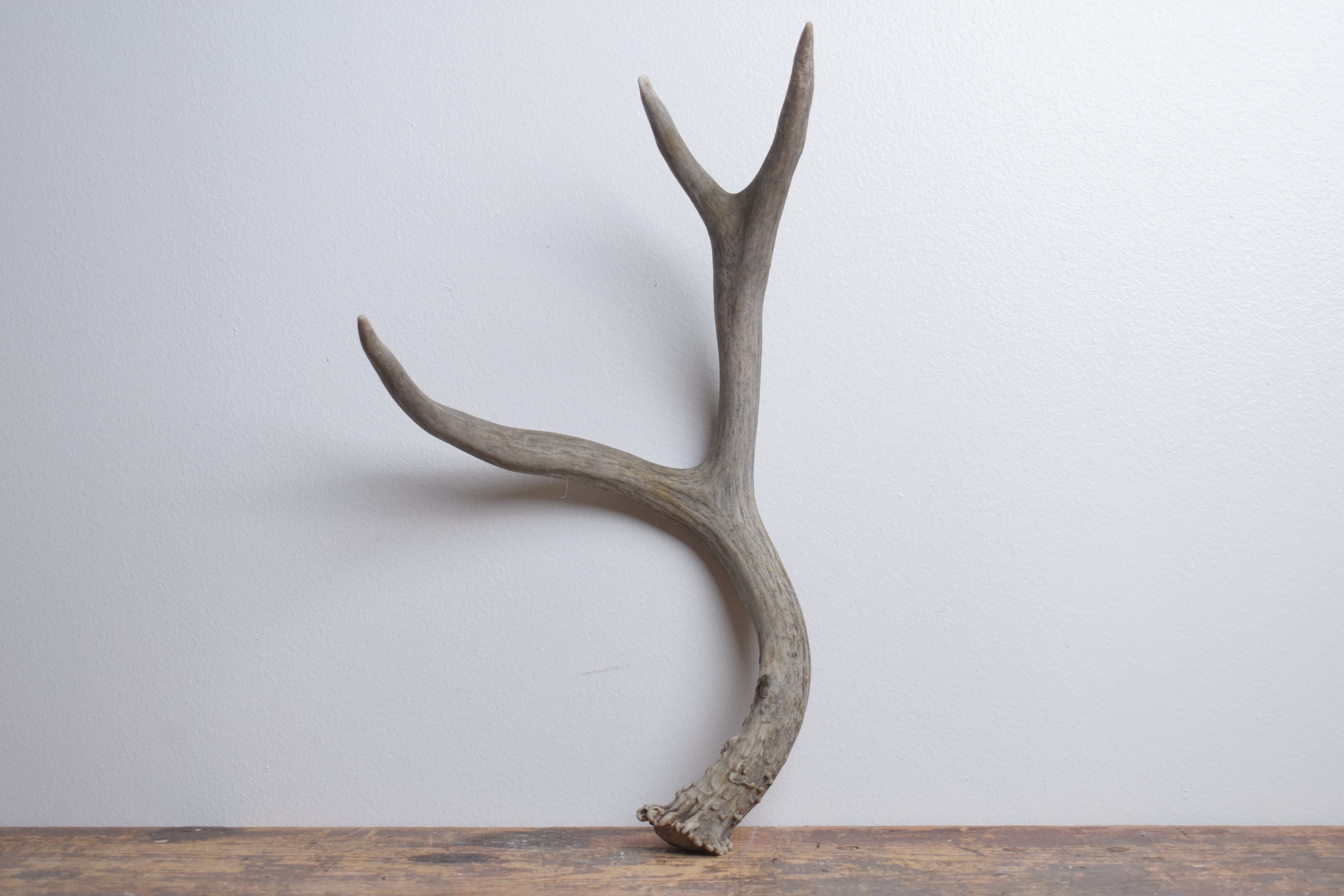 Mule Deer Antler | Medium Size | 59