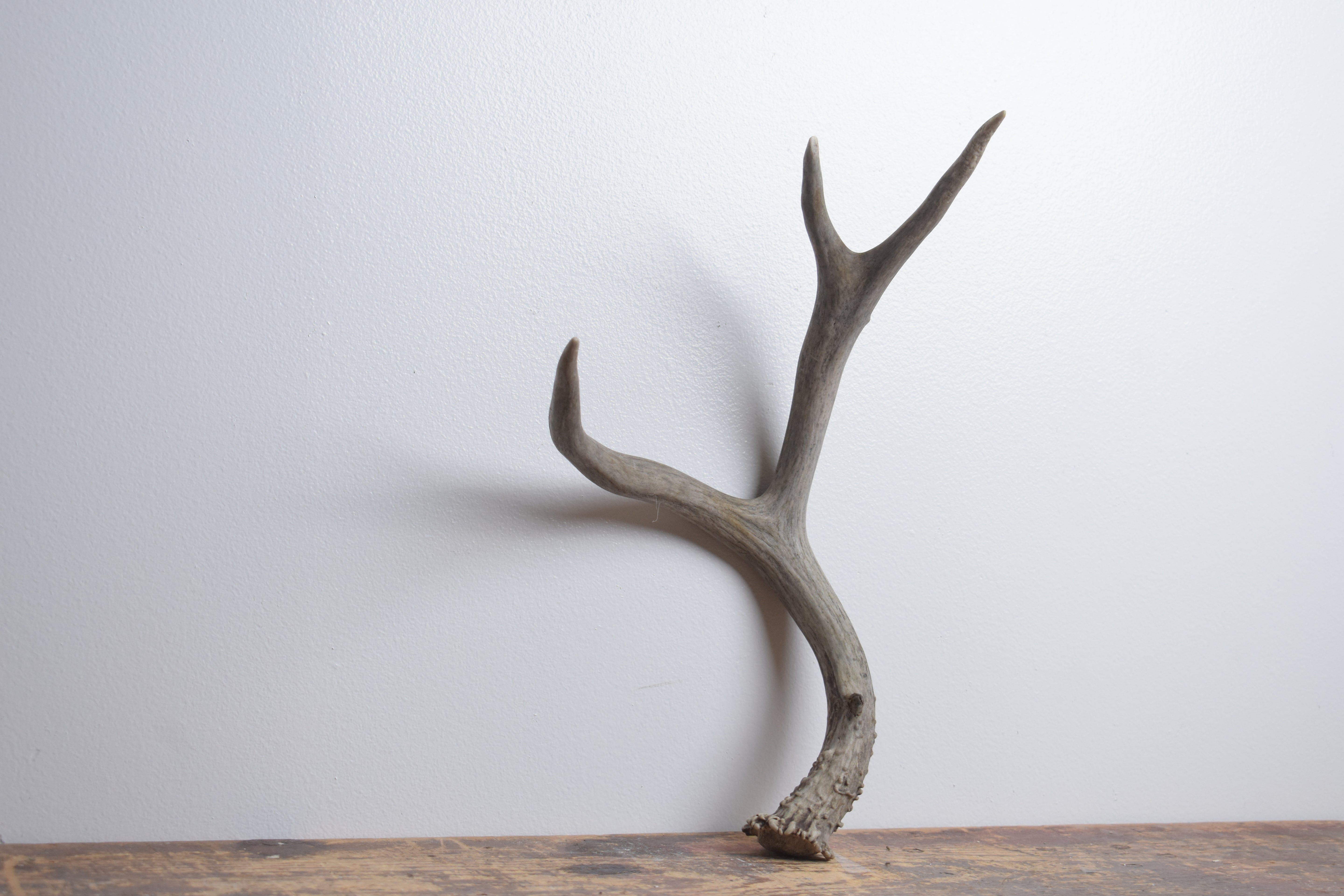 Mule Deer Antler | Medium Size | 59