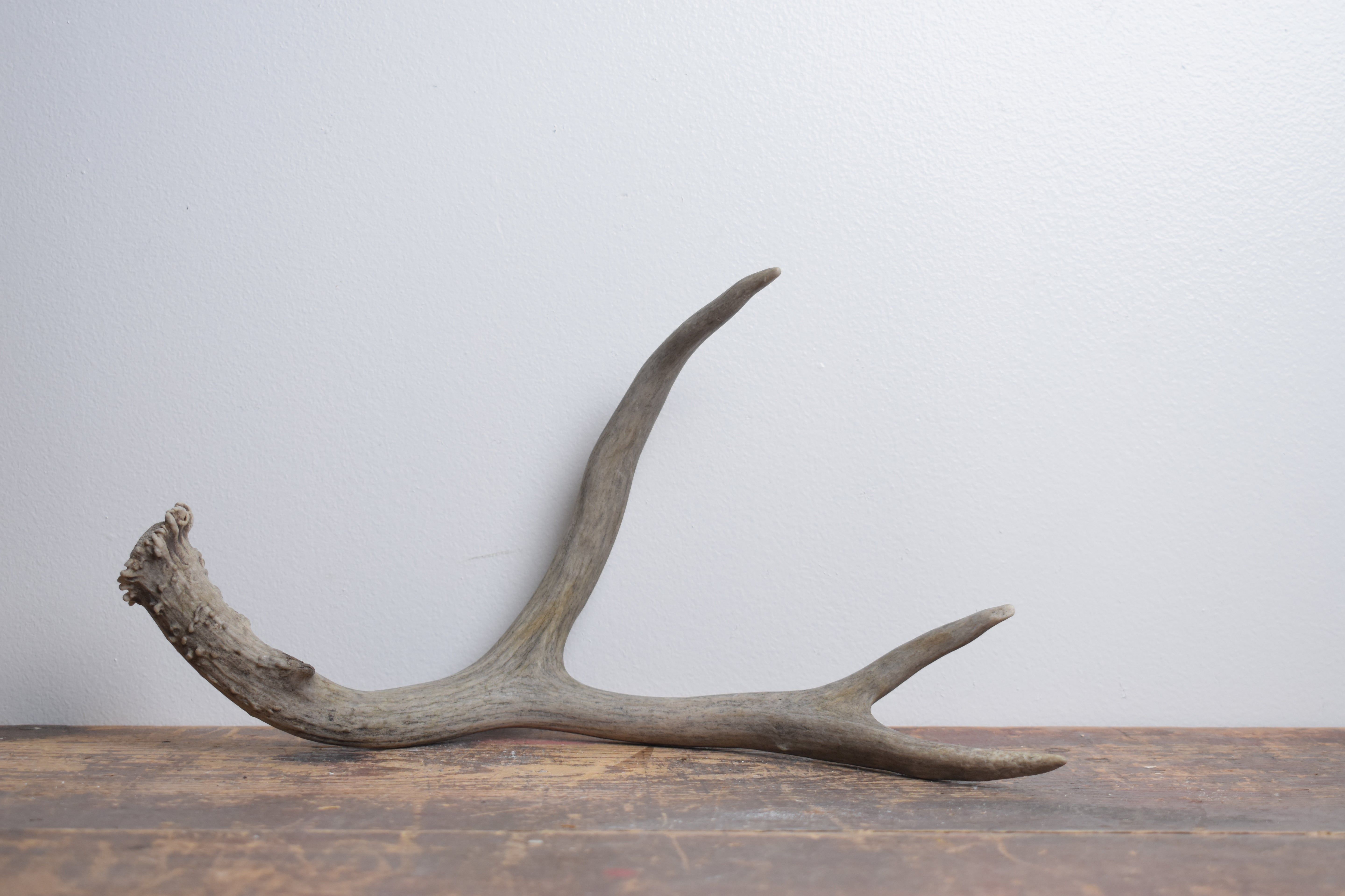 Mule Deer Antler | Medium Size | 59