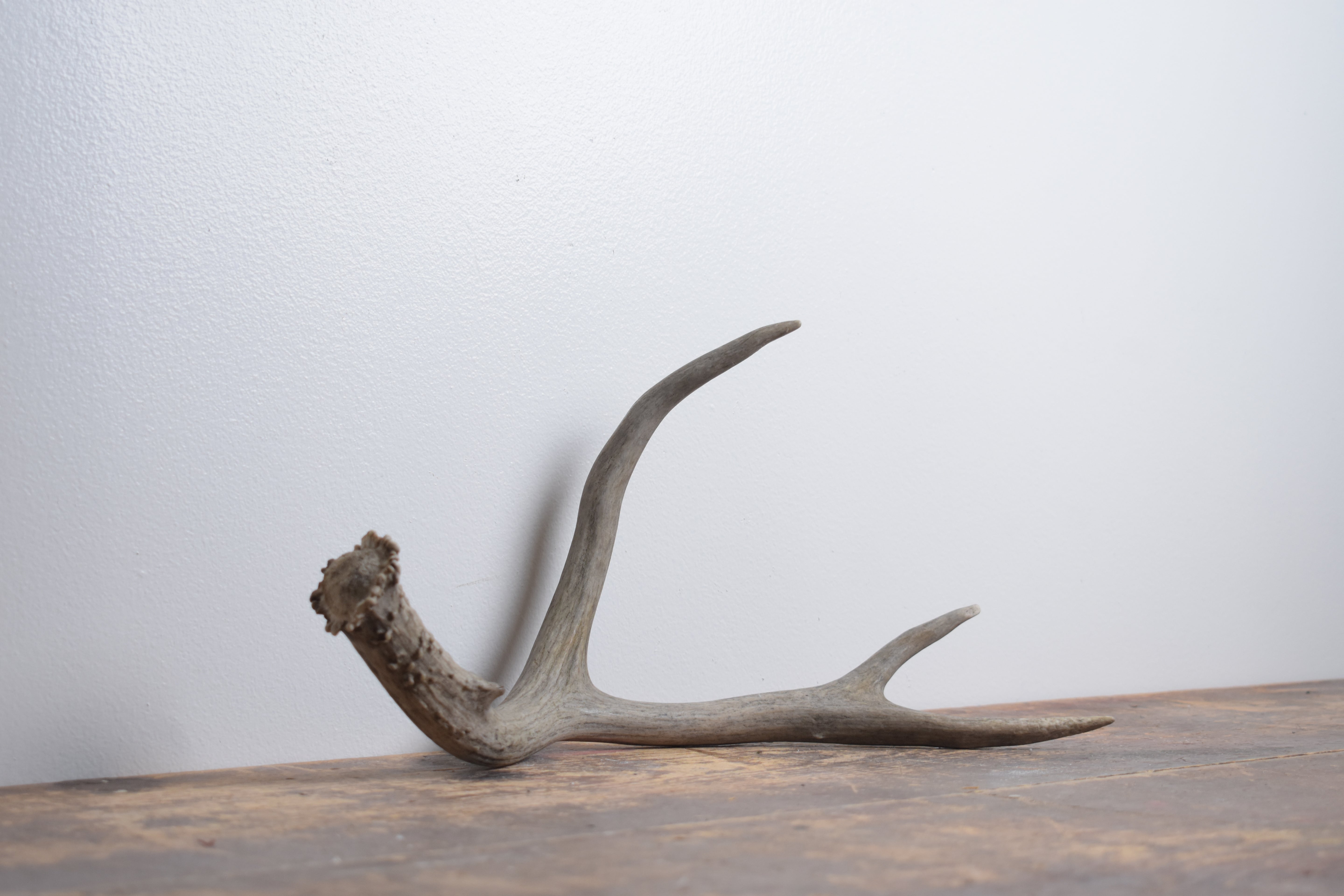 Mule Deer Antler | Medium Size | 59