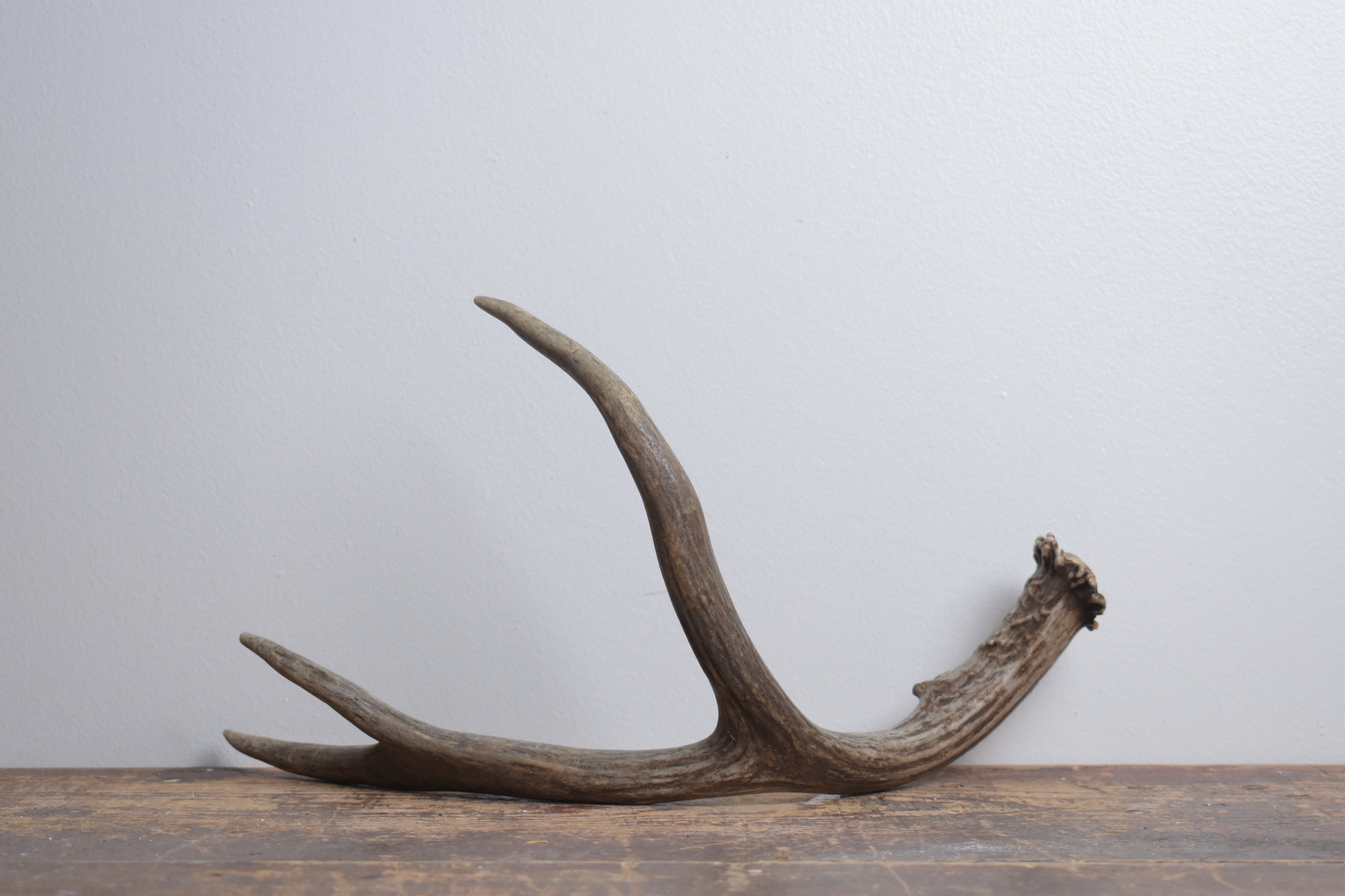 Mule Deer Antler | Medium Size | 59